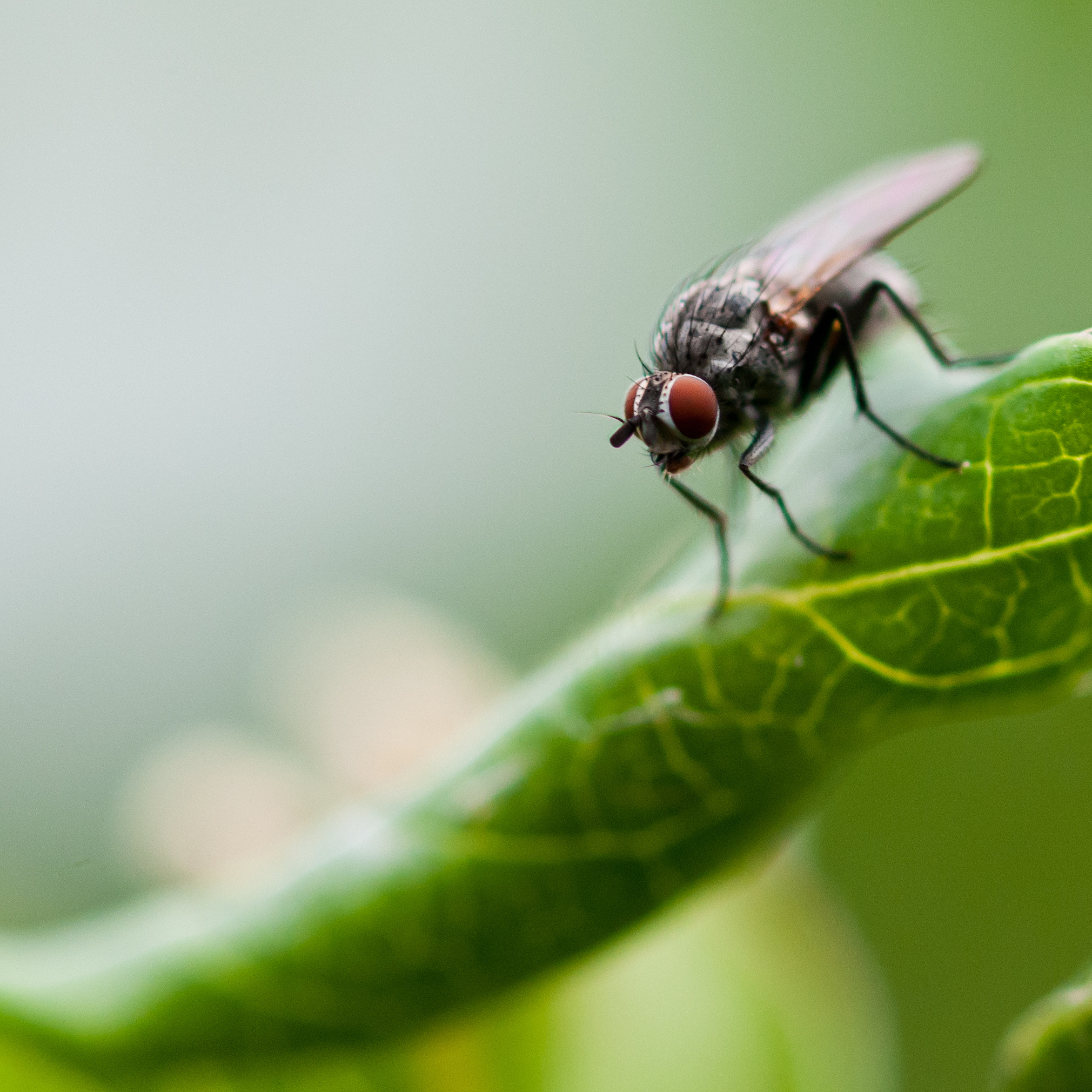 通过生物防治的方法防治害虫的具体案例