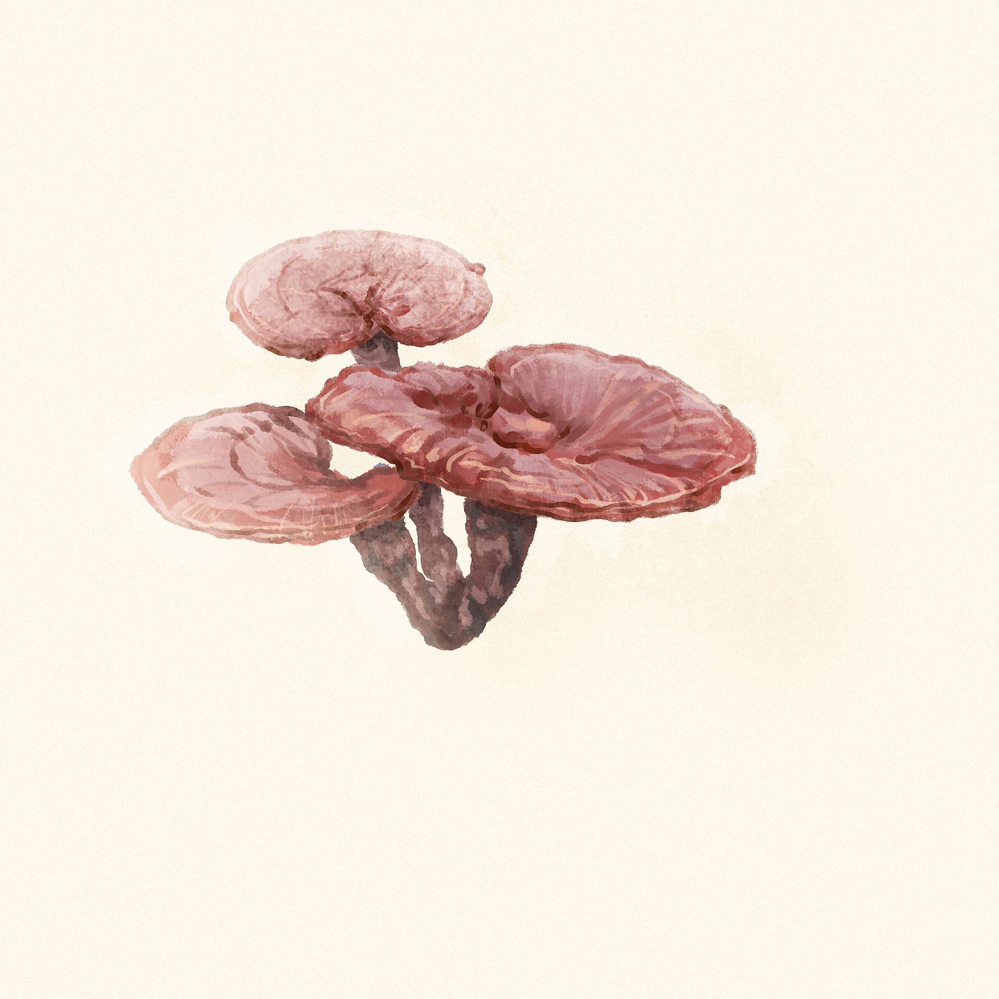 菊灵芝（欣舒宁）胶囊长期服用安全吗？