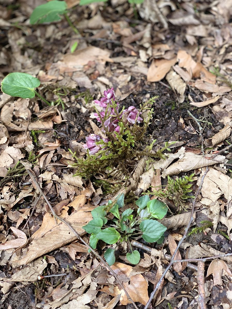 烫骨碎补的功效与作用吃法，