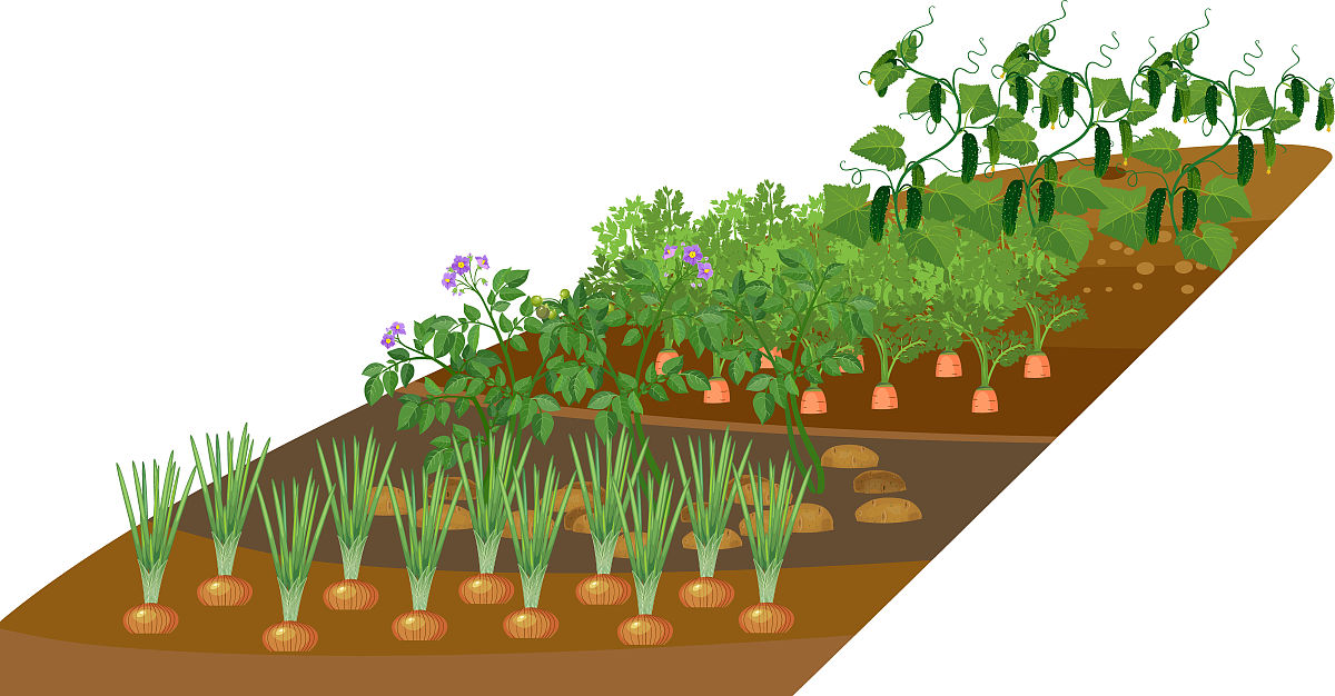 作物生长模拟模型在冬小麦灌溉制度优化中的应用