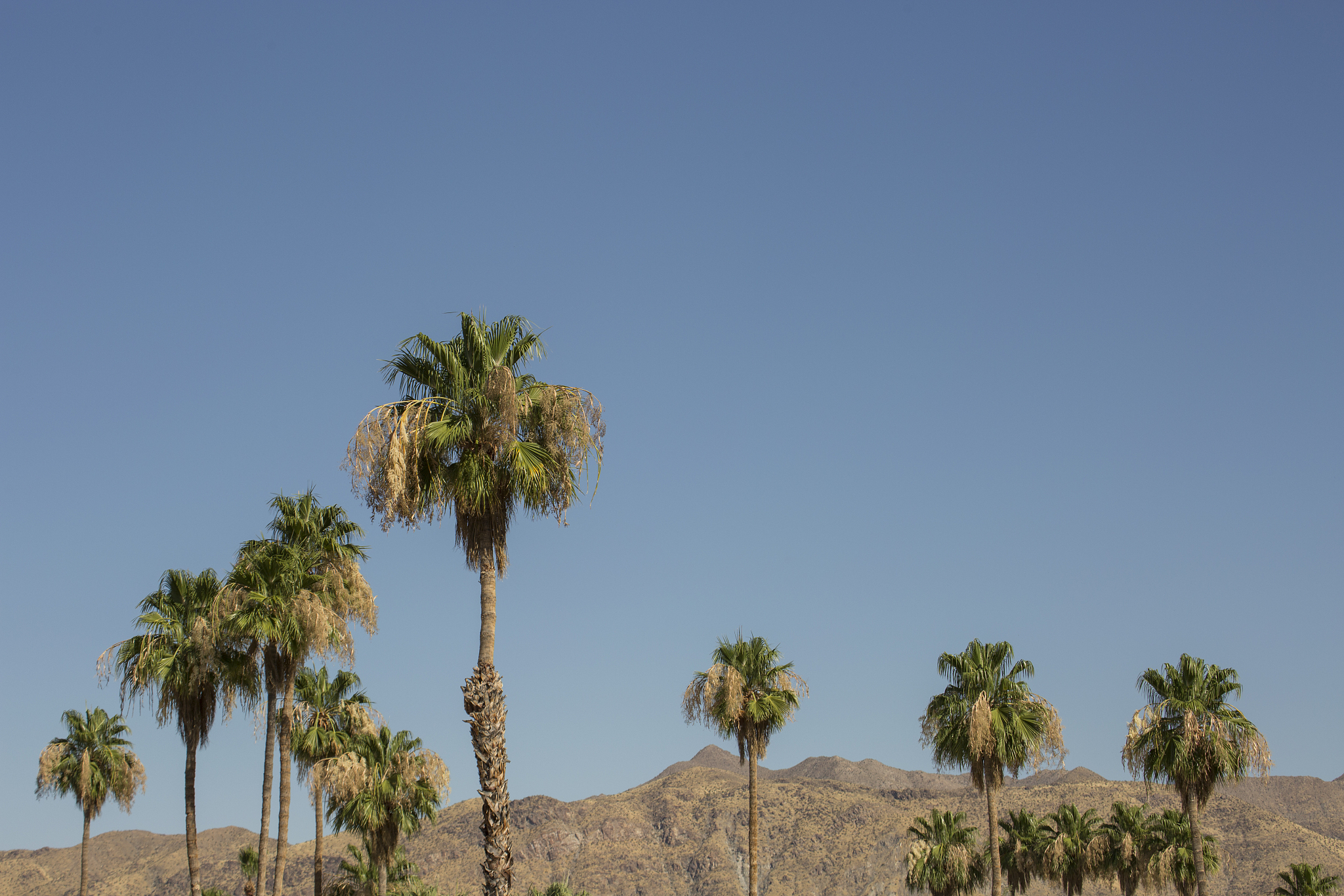 palm springs