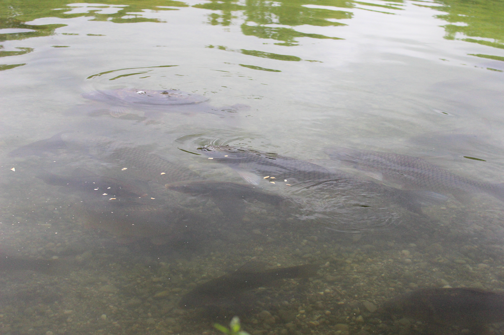 鱼类镉污染：氧化应激与耗氧量变化