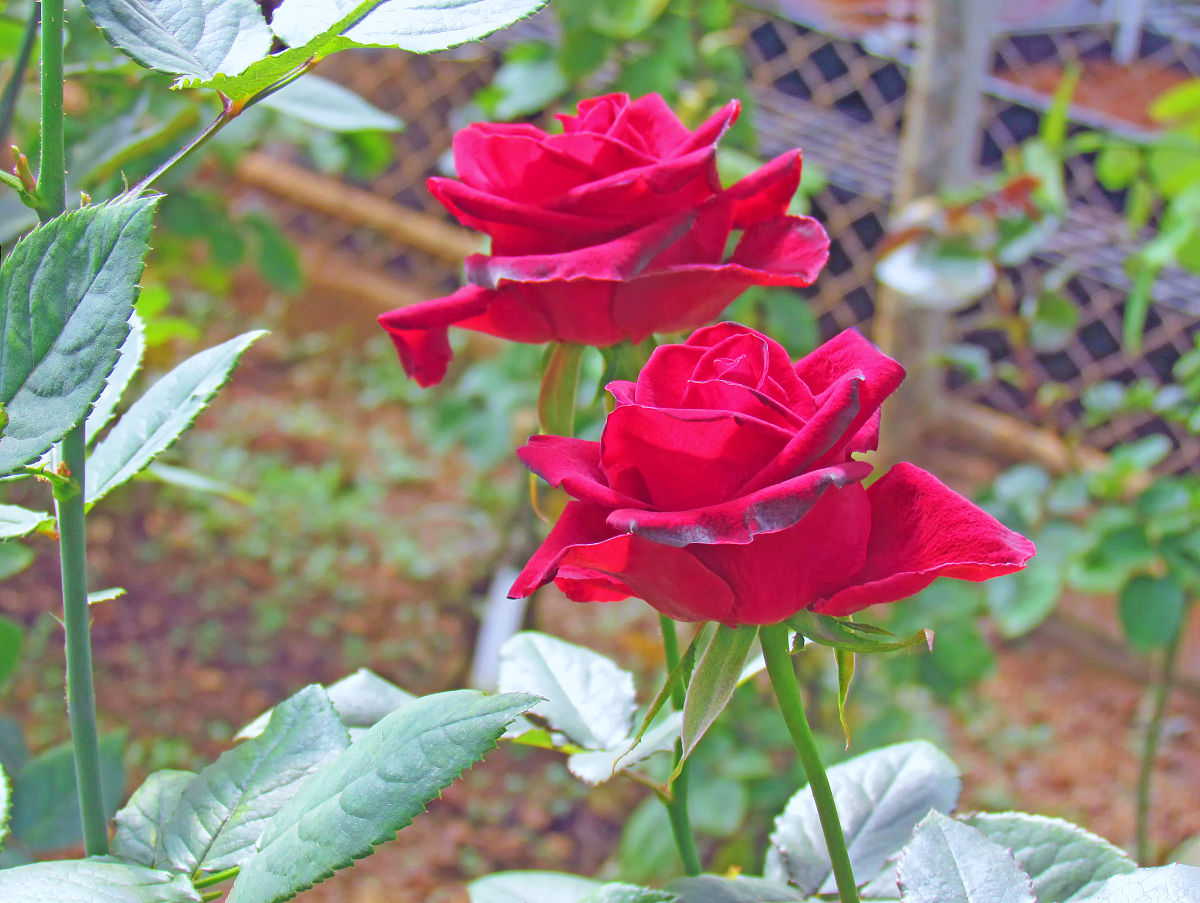 想要玫瑰花朵长得大需要怎么管理