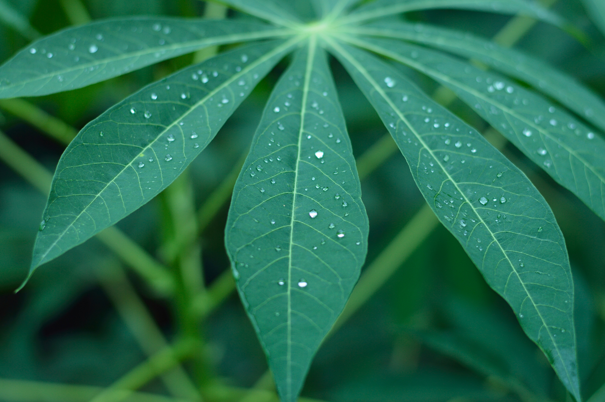 yuca leaf