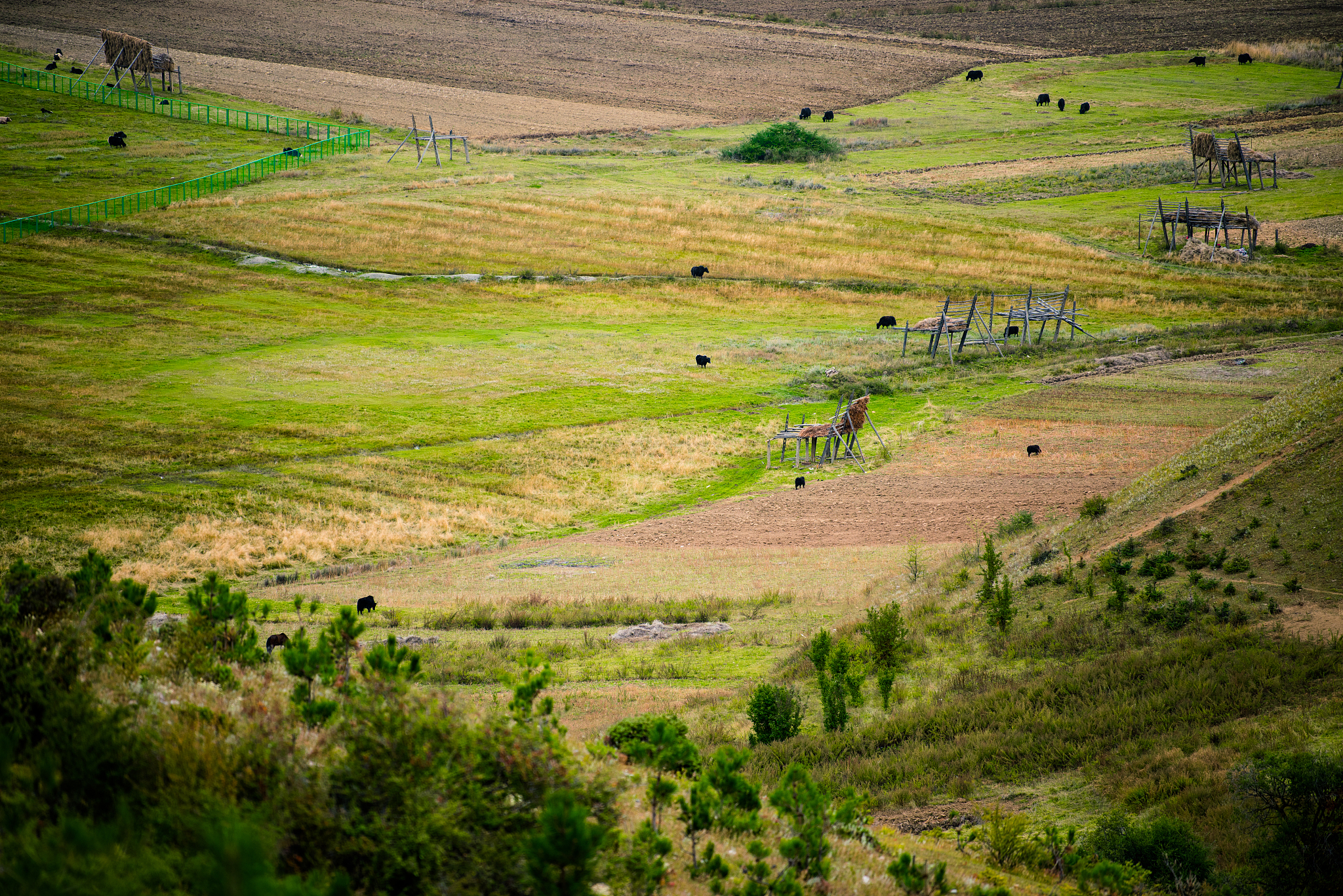 请整理以下摘要为了筛选适合在甘肃省甘南州高寒区建植人工草地和草原补播的优势草种。在甘南州夏河县旱作雨养条件下对 10个多年生牧草的长势、株高和越冬率进行品比试验。结果表明10个参试牧草种类的长势、株高、越冬率差异较大。有4种牧草在高寒地区可以越冬越冬率由高到低依次为垂穗披碱草935、无芒雀麦923、扁穗冰草782、长叶车前523；紫羊茅、苇状羊茅、高冰草、高羊茅、多年生黑麦草、猫尾草不能越冬。垂穗