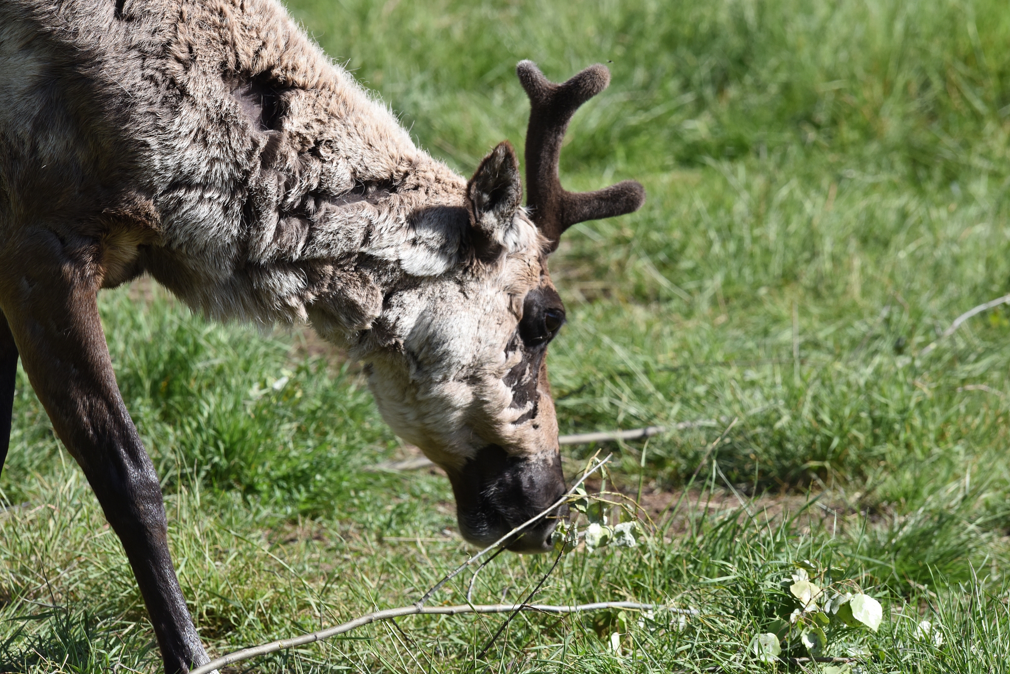 动物可以吃动物？