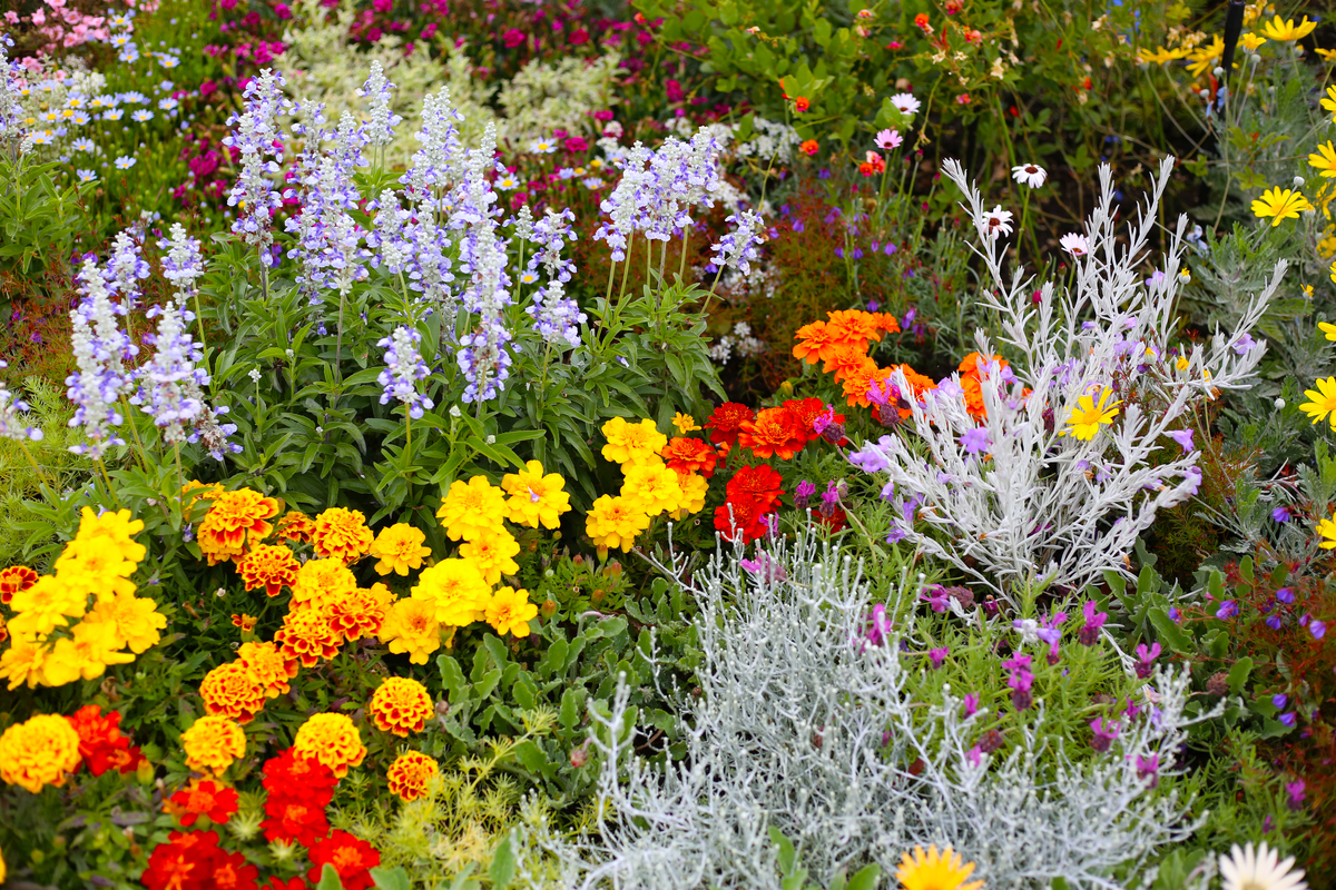 花园观后感：沉浸于色彩斑斓的自然之美