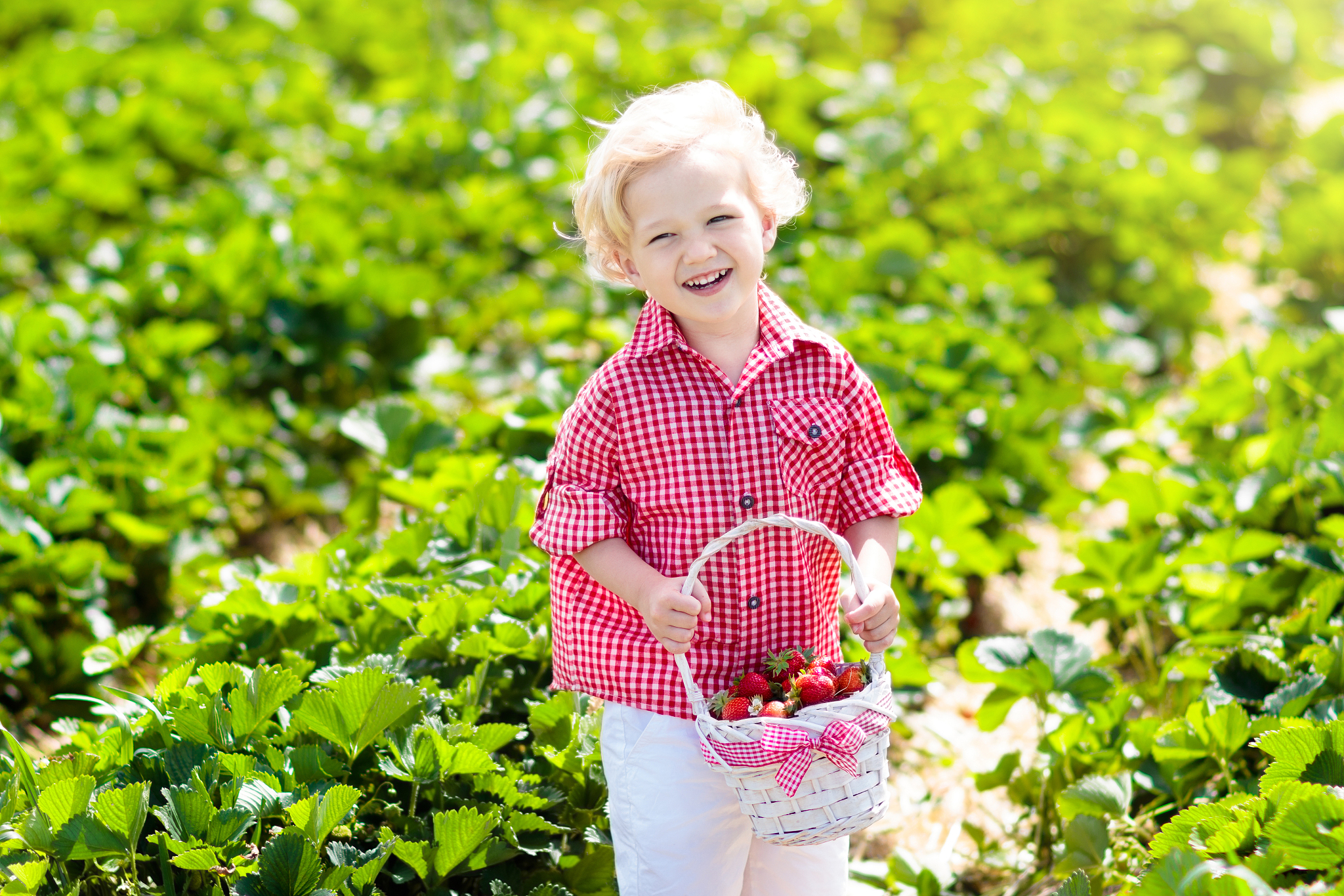 kids pick strawberry on berry field in summer
