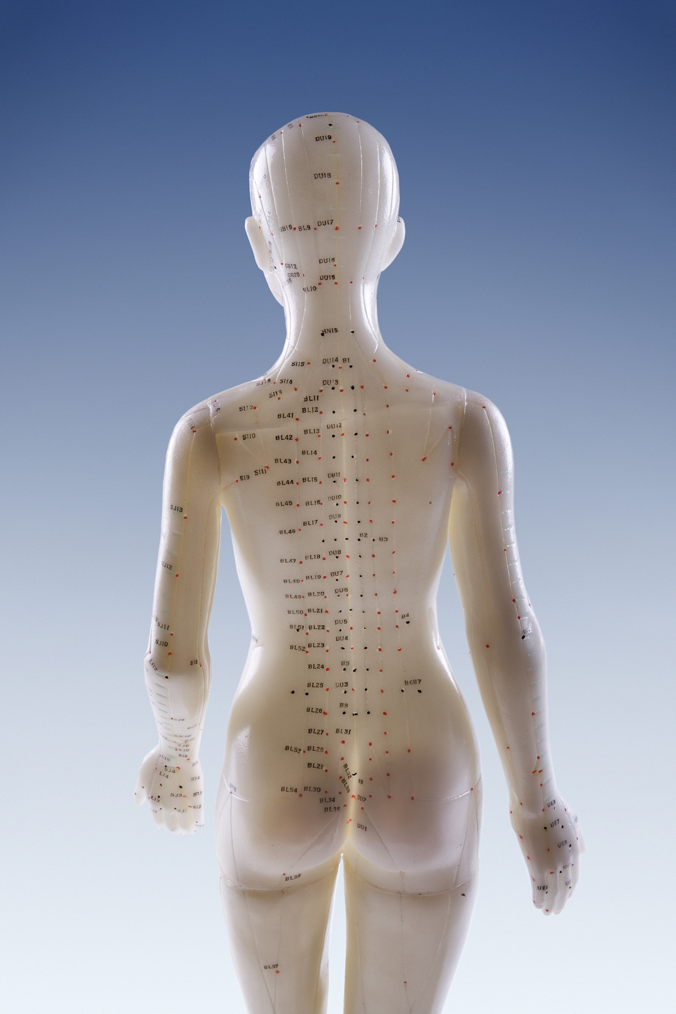 model of a female