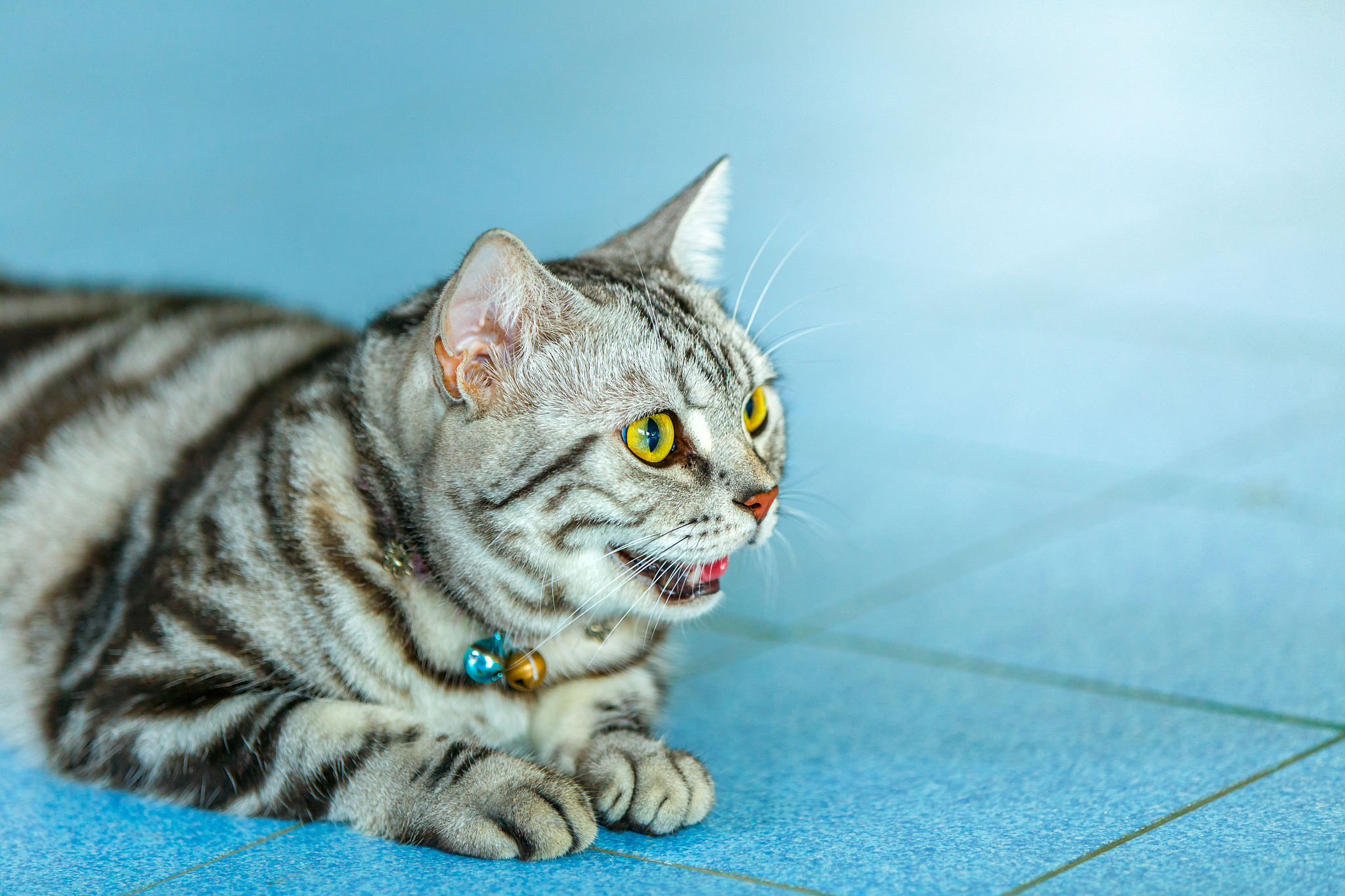 特写,短毛<strong>猫</strong>,野生猫科动物,美,水平画幅,进行中,动物身体部位,哺乳纲
