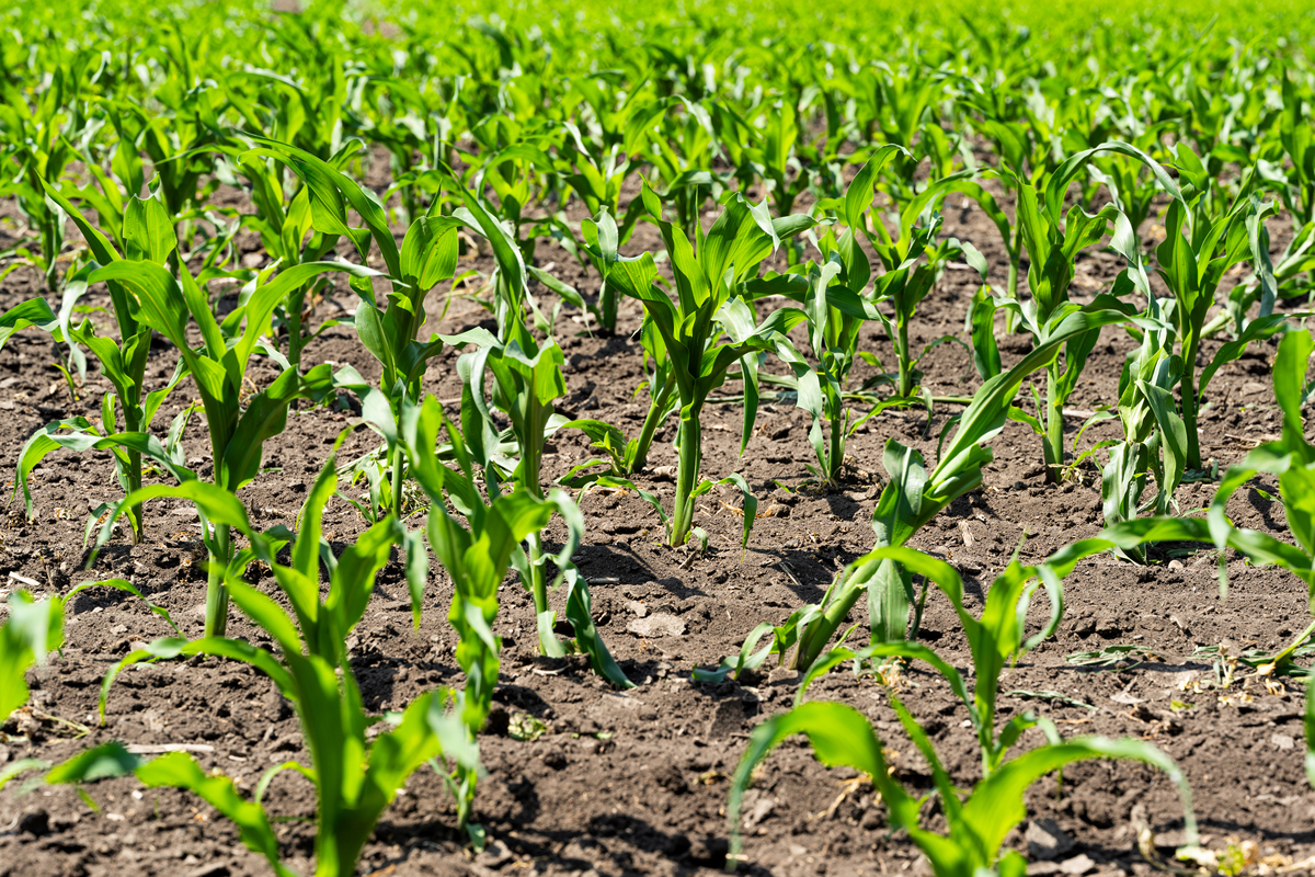 千斤顶烧玉米苗？正确施用方法保丰收！