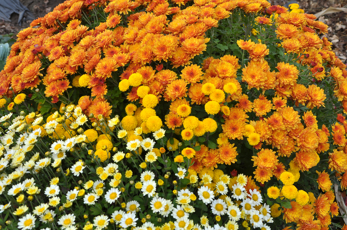 秋季种植菊花指南：品种选择、种植技巧、养护方法