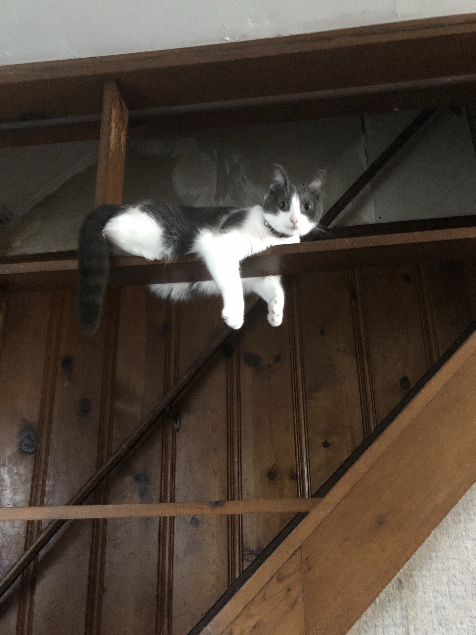 神奇猫咪迪迪：打开所有门的猫！🙀 这扇门也能打开？