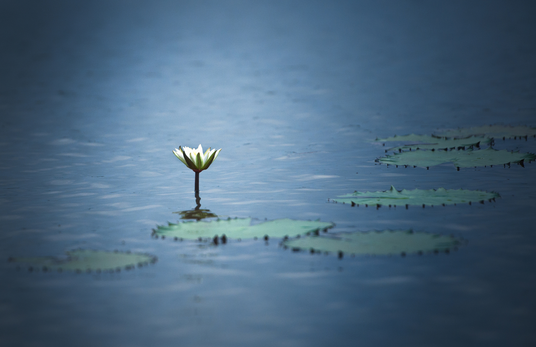 寻找内心宁静：素心观澜