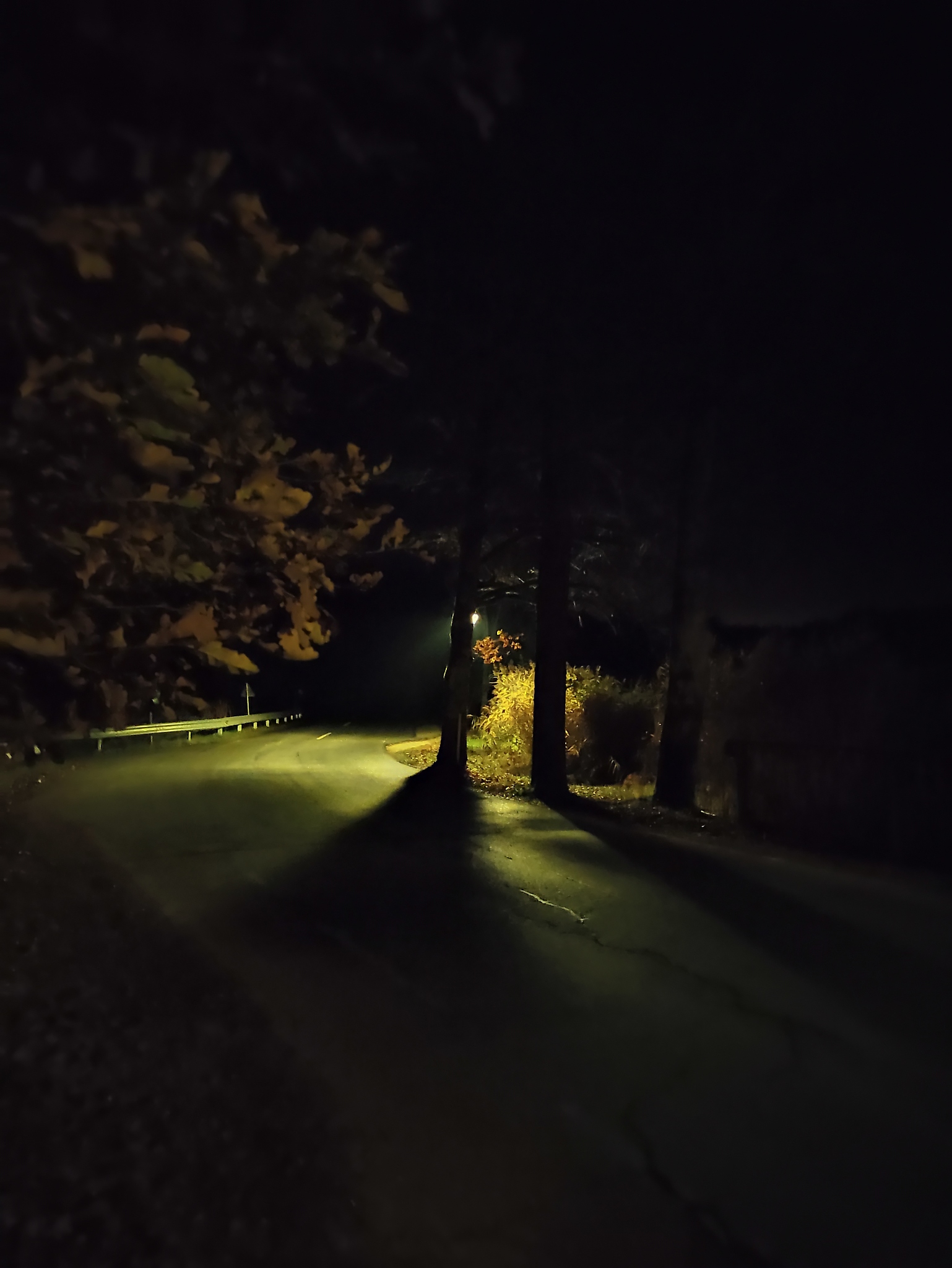 trees at night