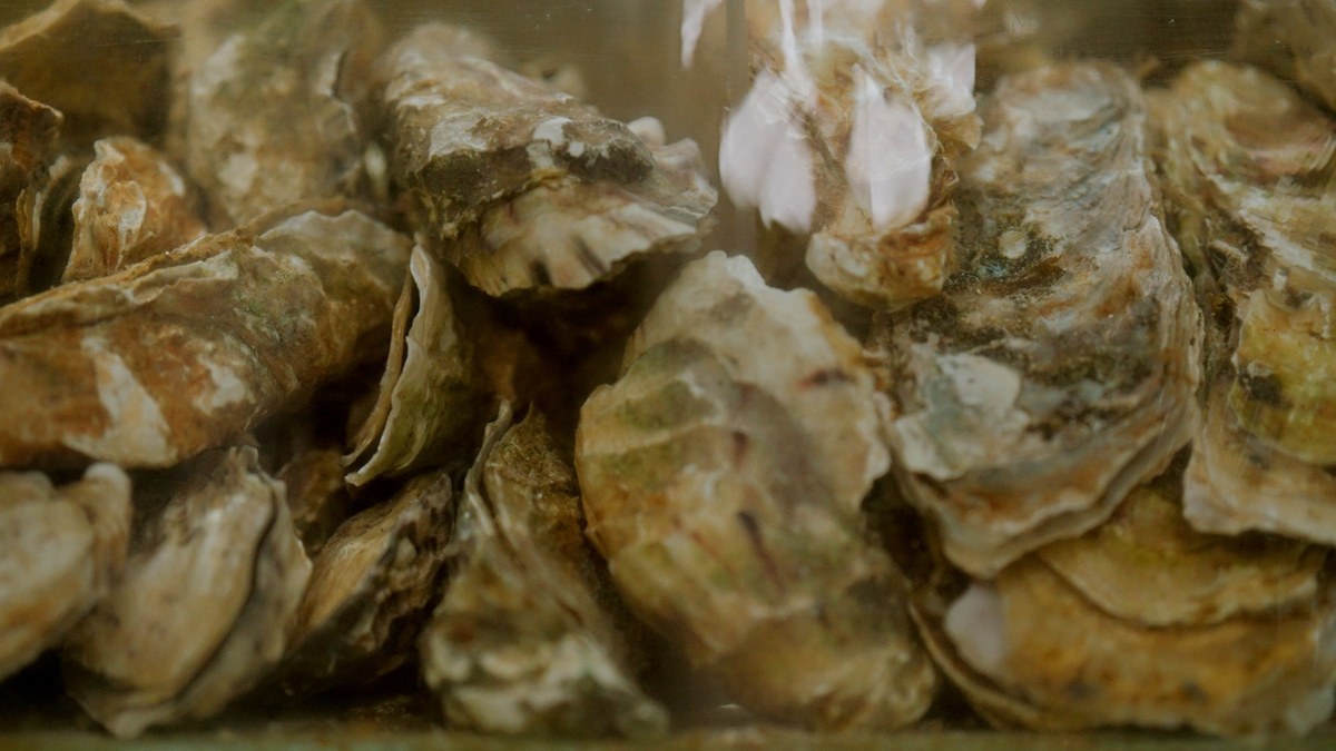 牡蛎压片糖果有什么用