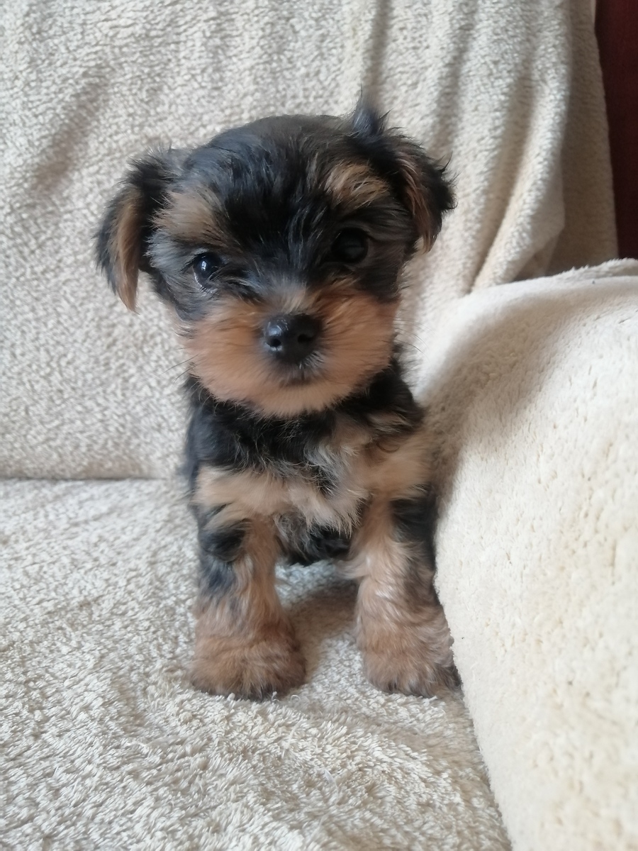 幫狗狗取名字：可愛、有趣、有意義的名字推薦