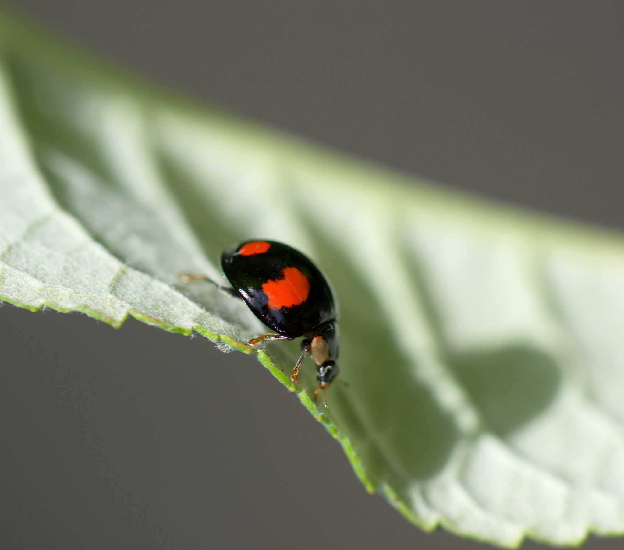 lady bug