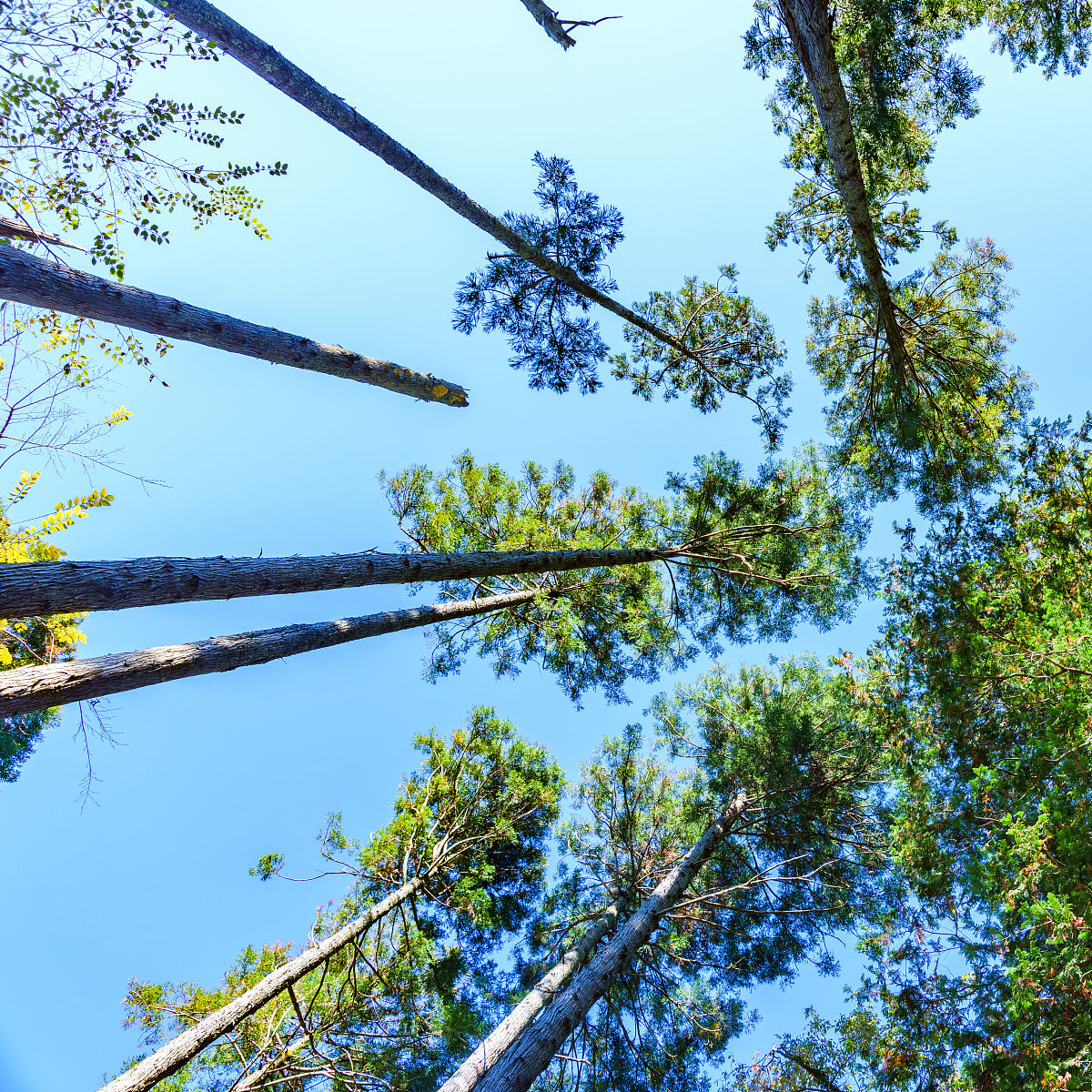 都市林业资源与林政管理专科专业怎么样？