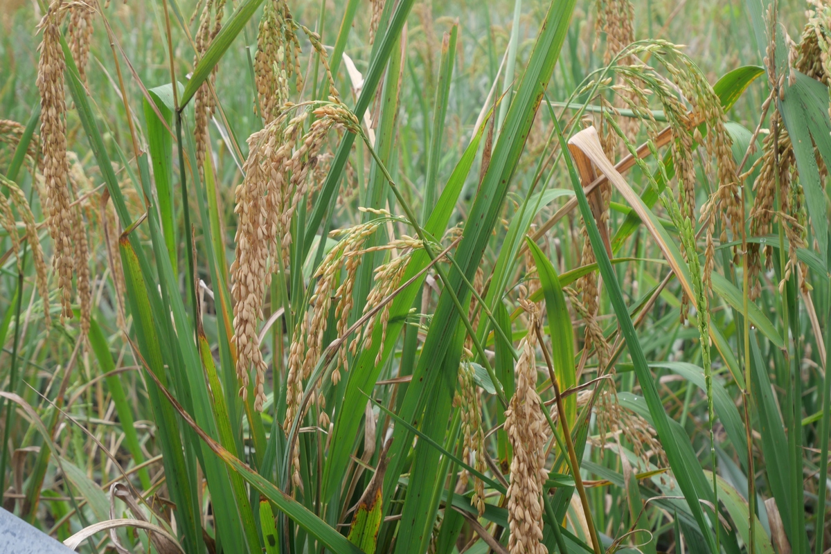 稻米的品质指标影响因素论文