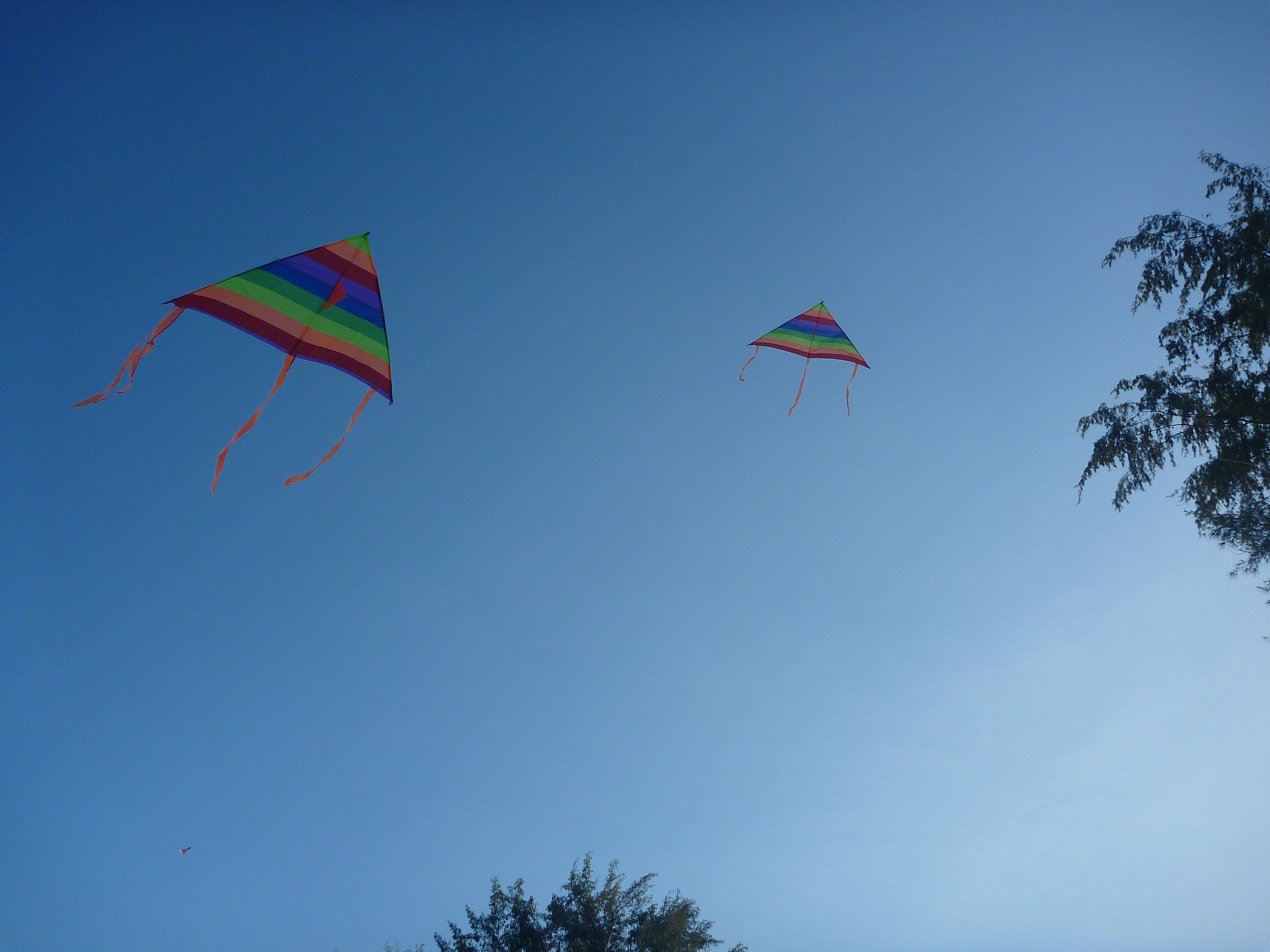 kites