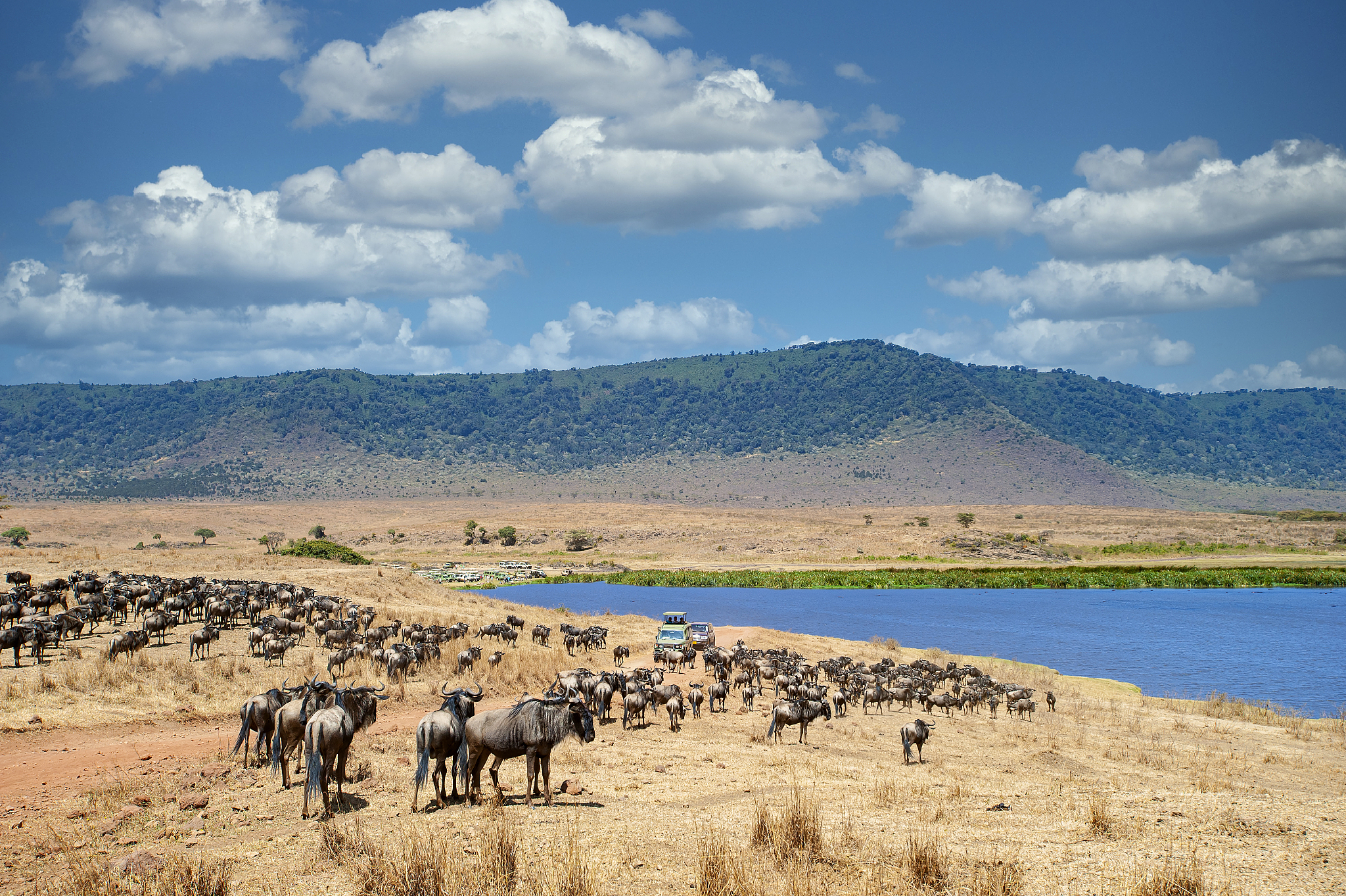 safari vehicles in between large herds of animals, ngorongoro cr