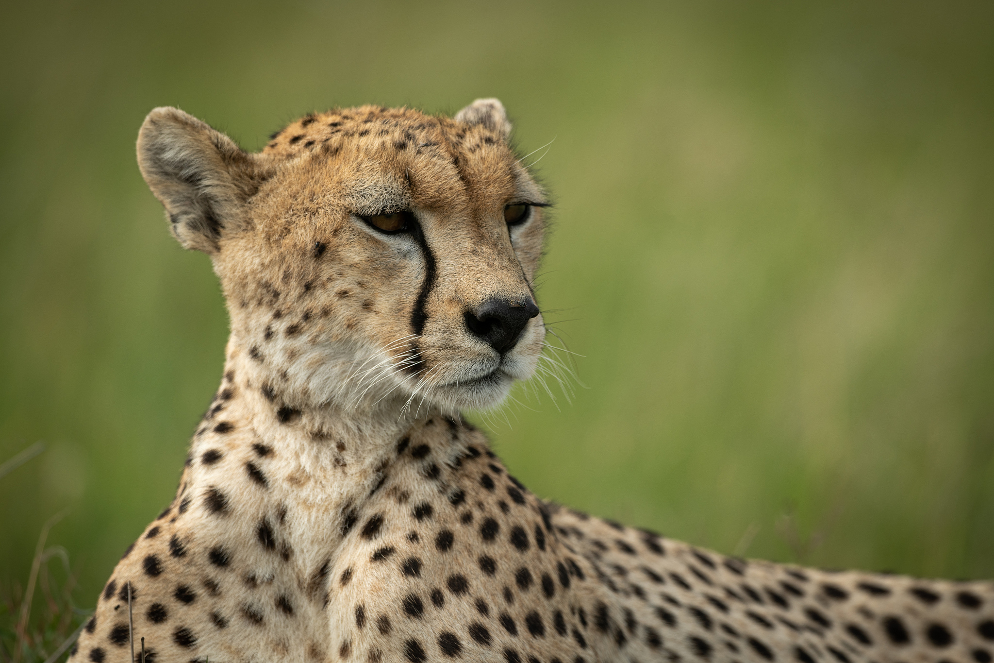 full length of cheetah on field