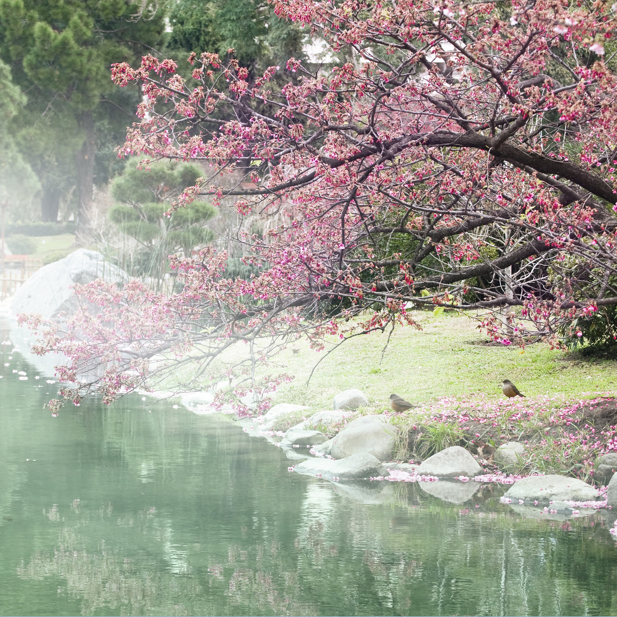 落花有意随流水 全诗赏析 - 古诗词鉴赏