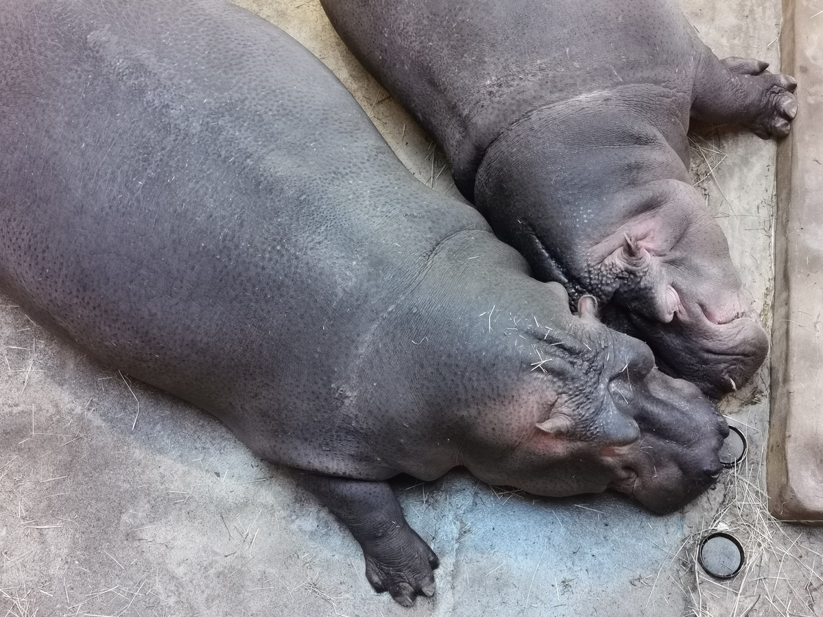 女生叫你猪是什么意思