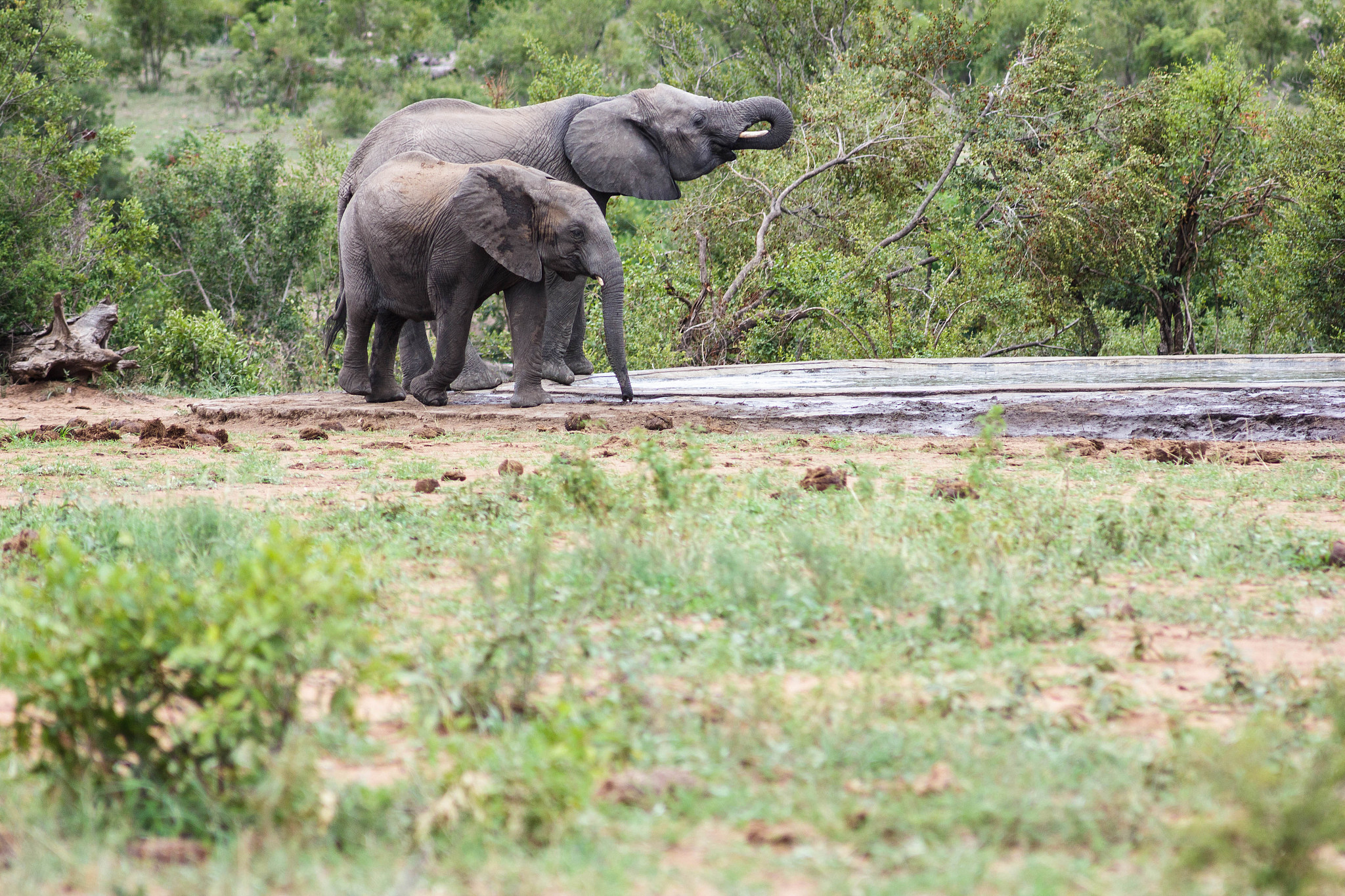什么情况下老鼠能吃掉大象