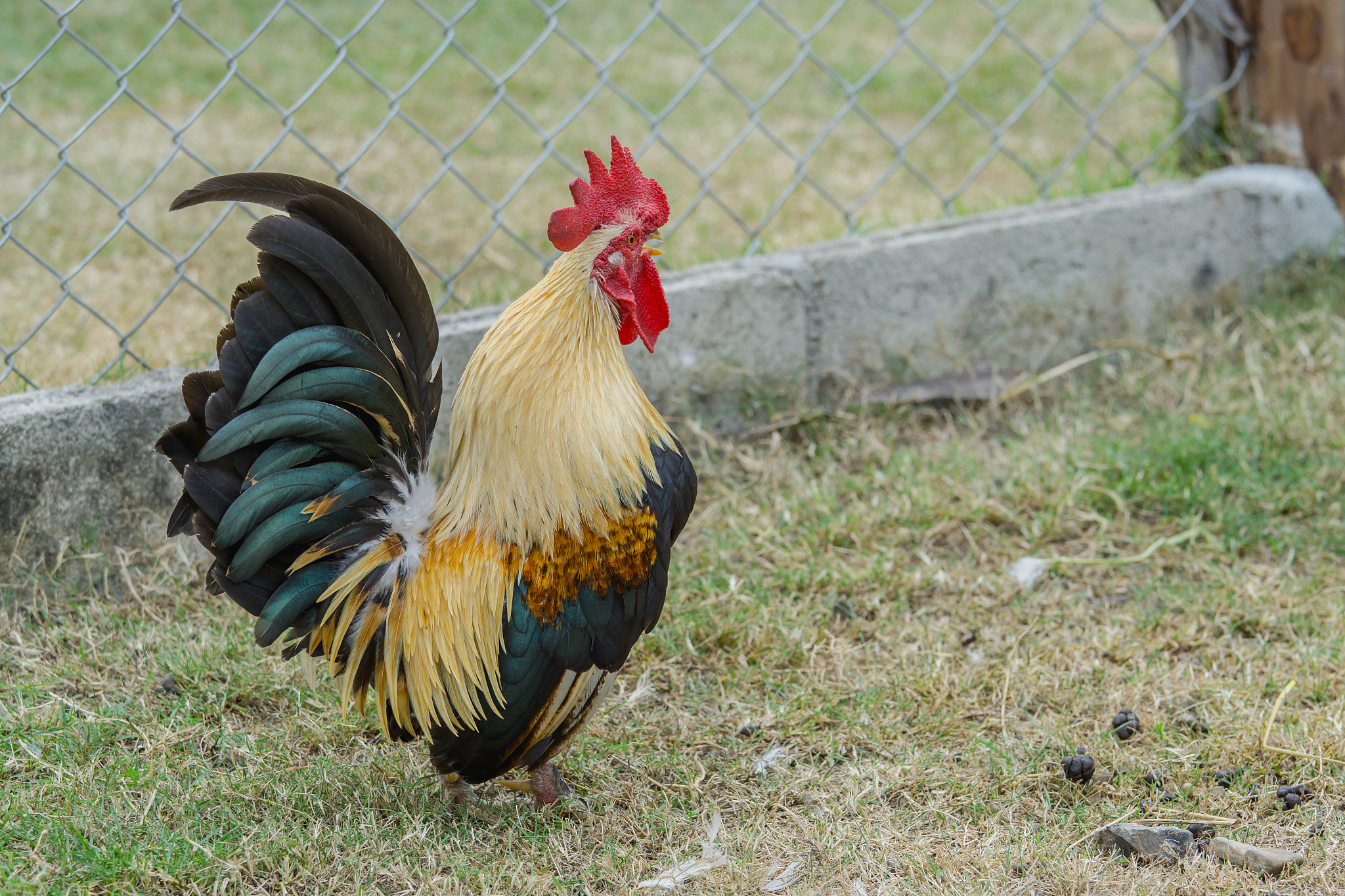 close up portrait of bantam chicken, beautiful colorful cock