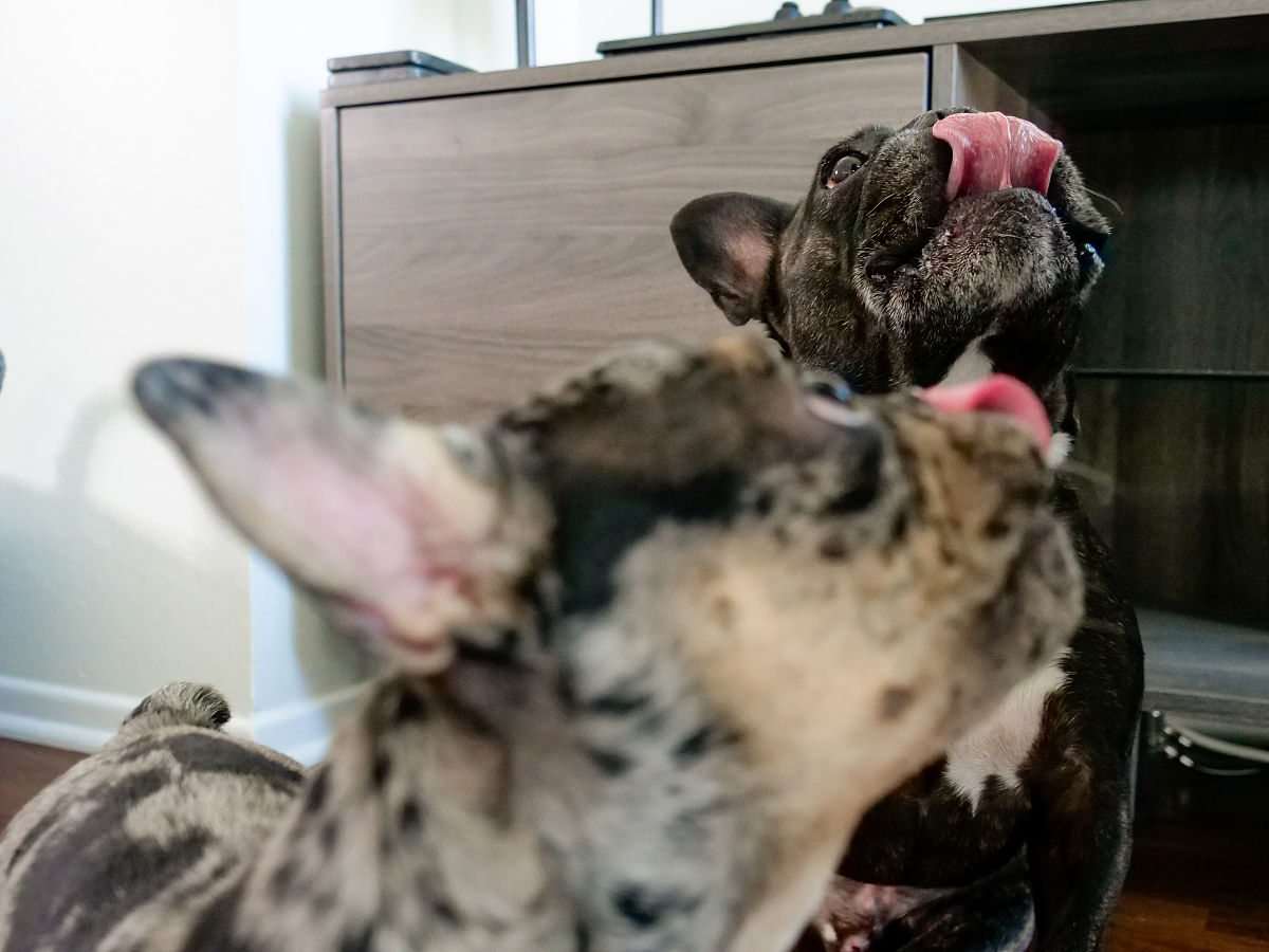 成年猫患猫瘟会死吗？了解风险和治疗