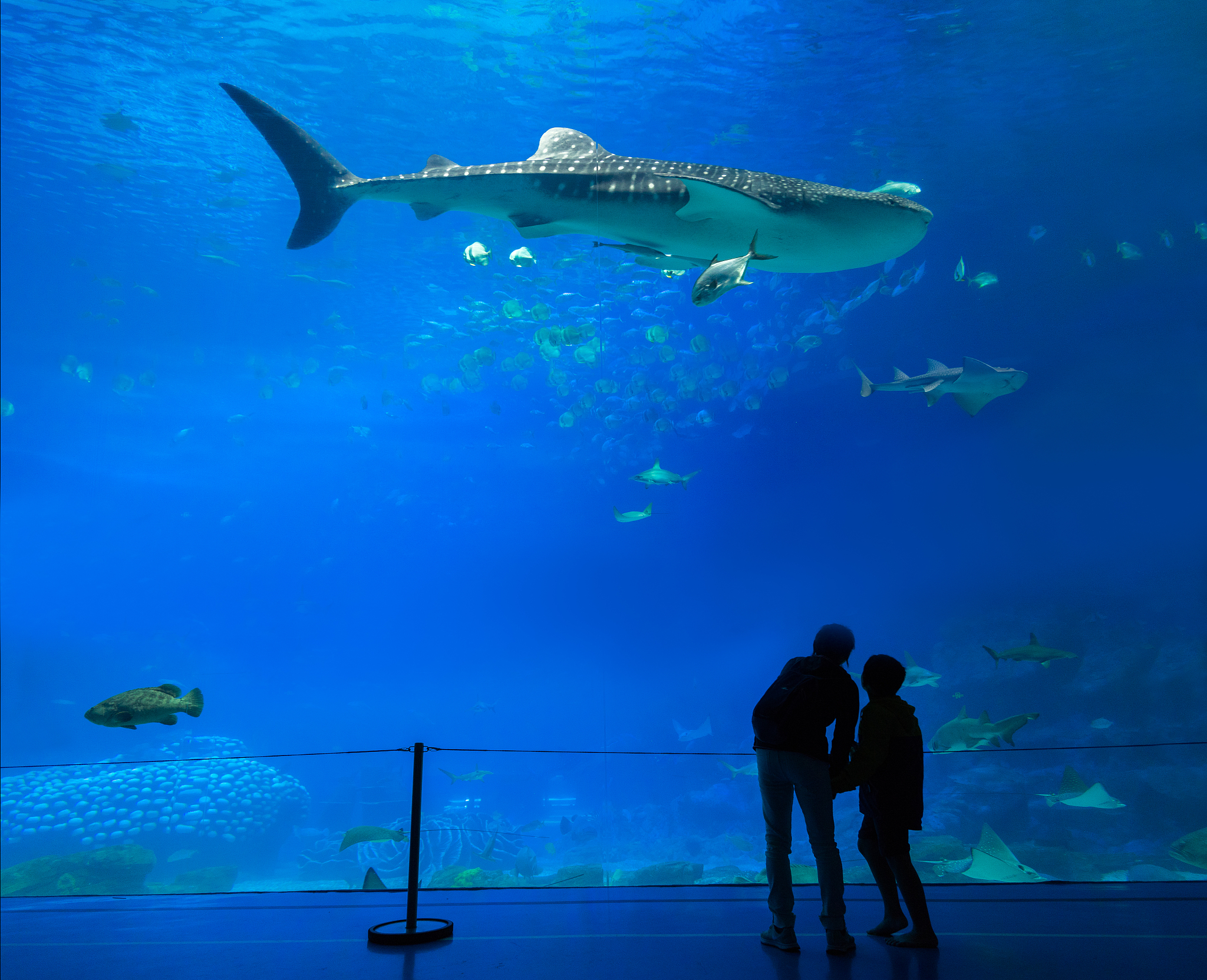 波士顿水族馆怎么样？