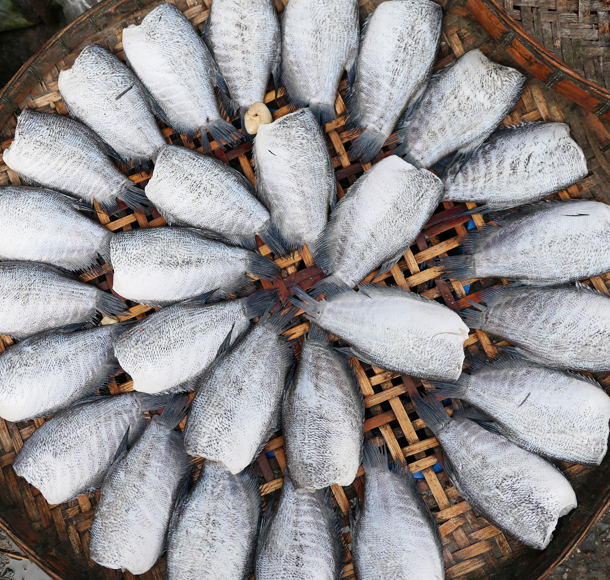 形成的鱼糜凝胶网状结构