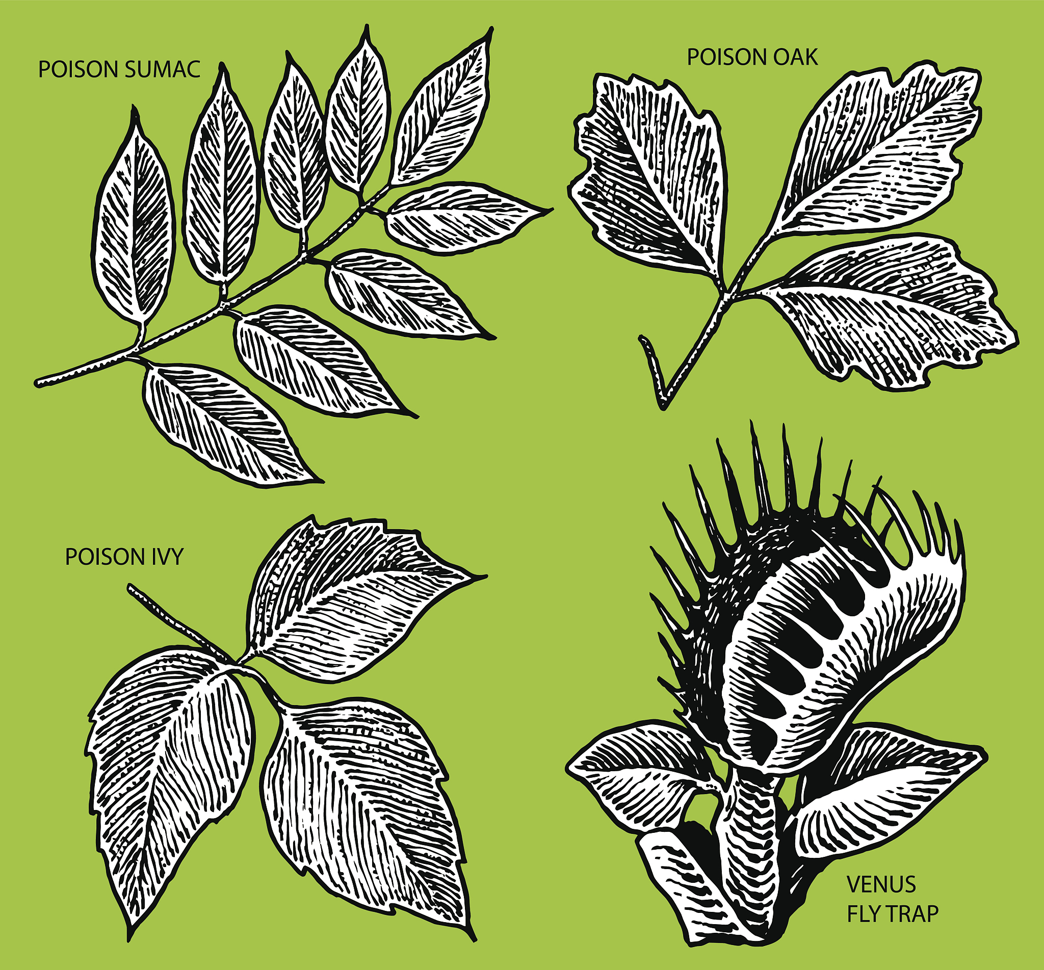 Simple and Efficient Method for Chlorophyll Content Measurement in Plant Leaves