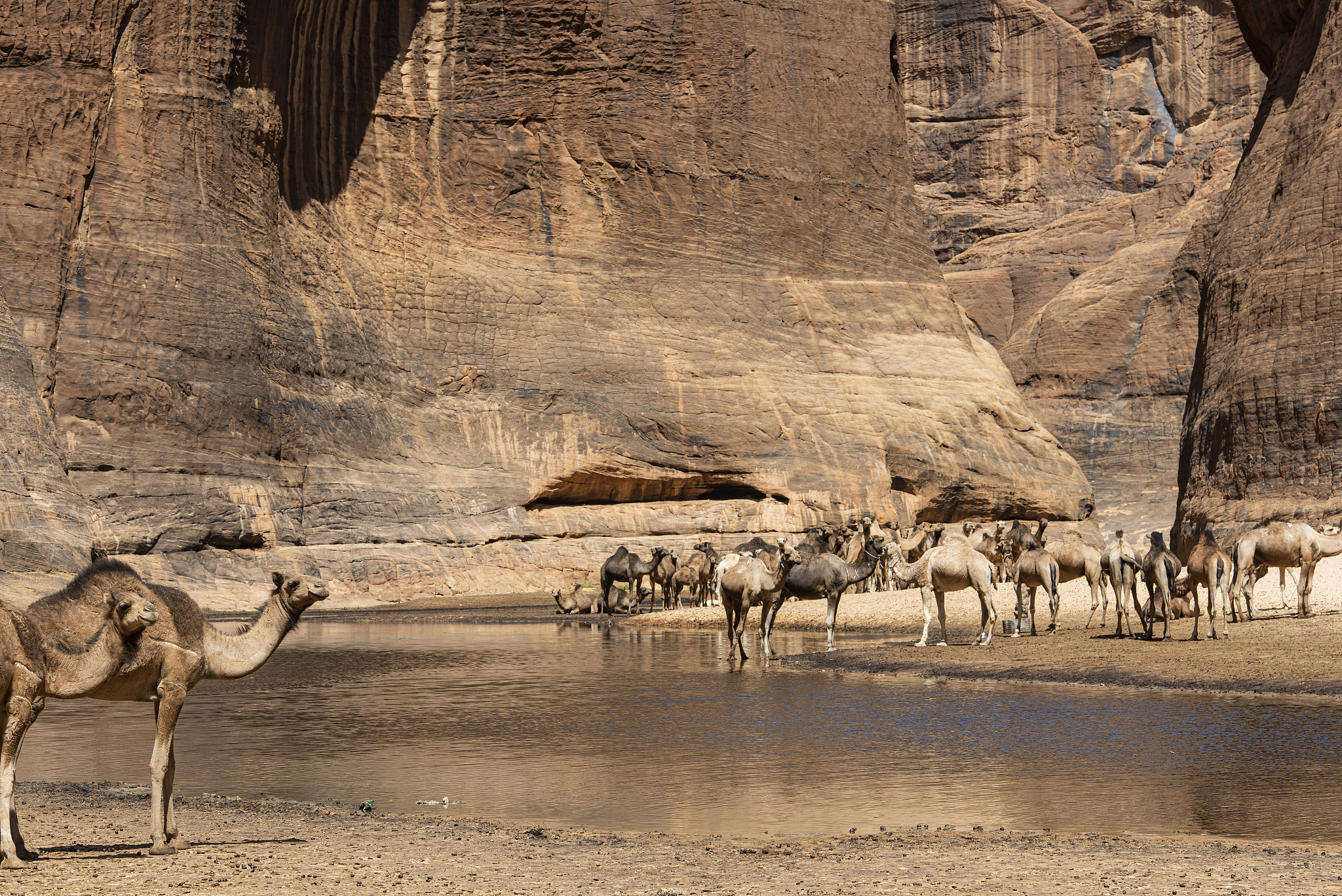 herd of camels in guelta d'arche, ennedi massif, sahara, chad