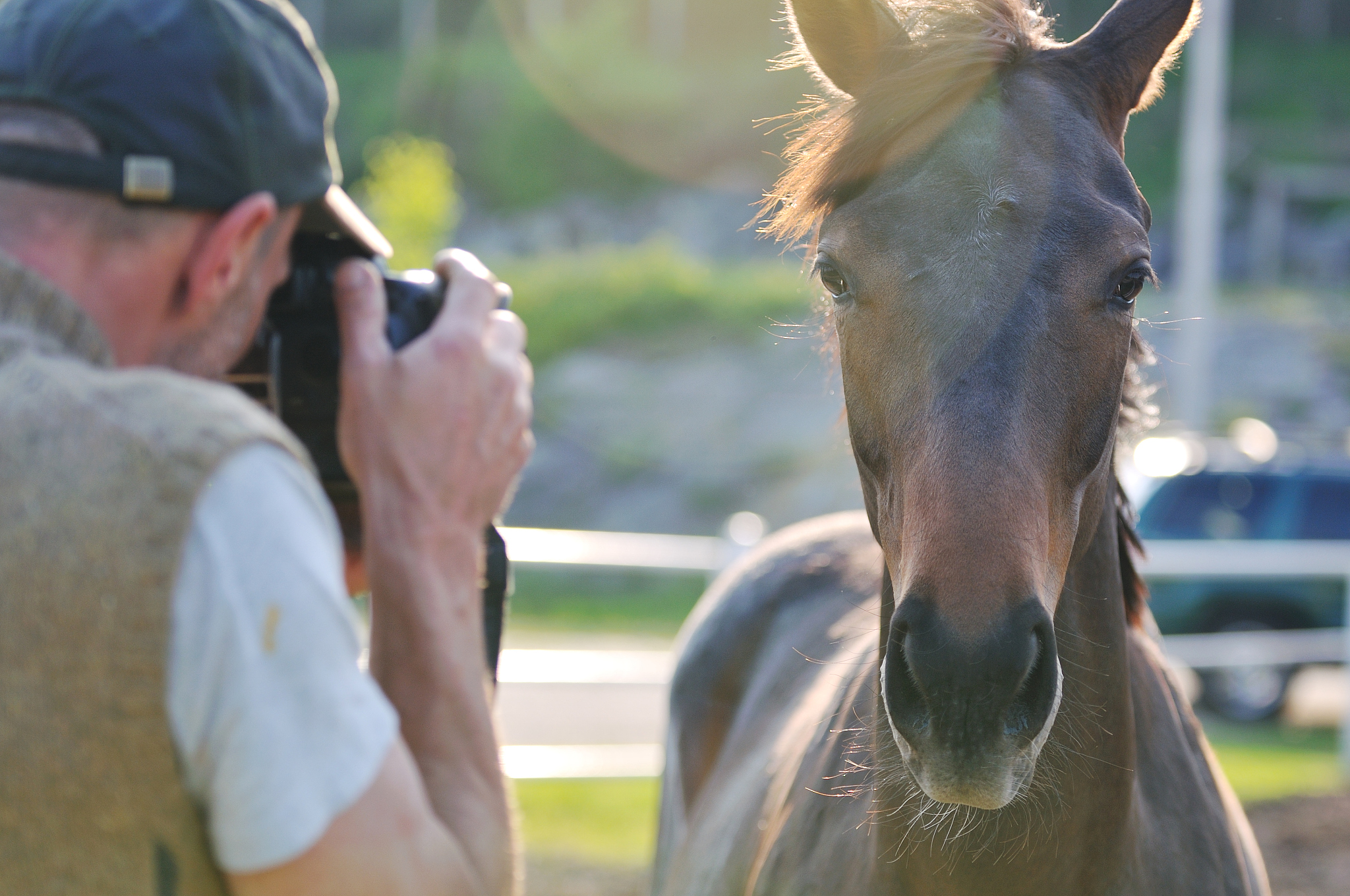 man taking photographs of the horse farm animal