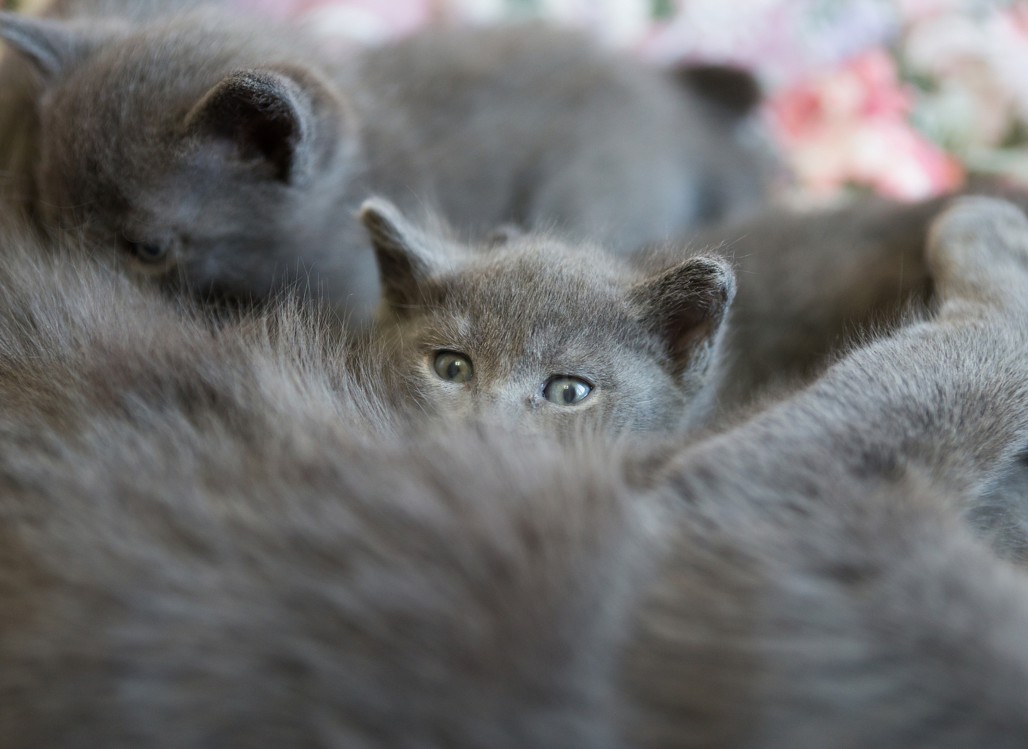 kitten peeking out of the mother cats while feeding.