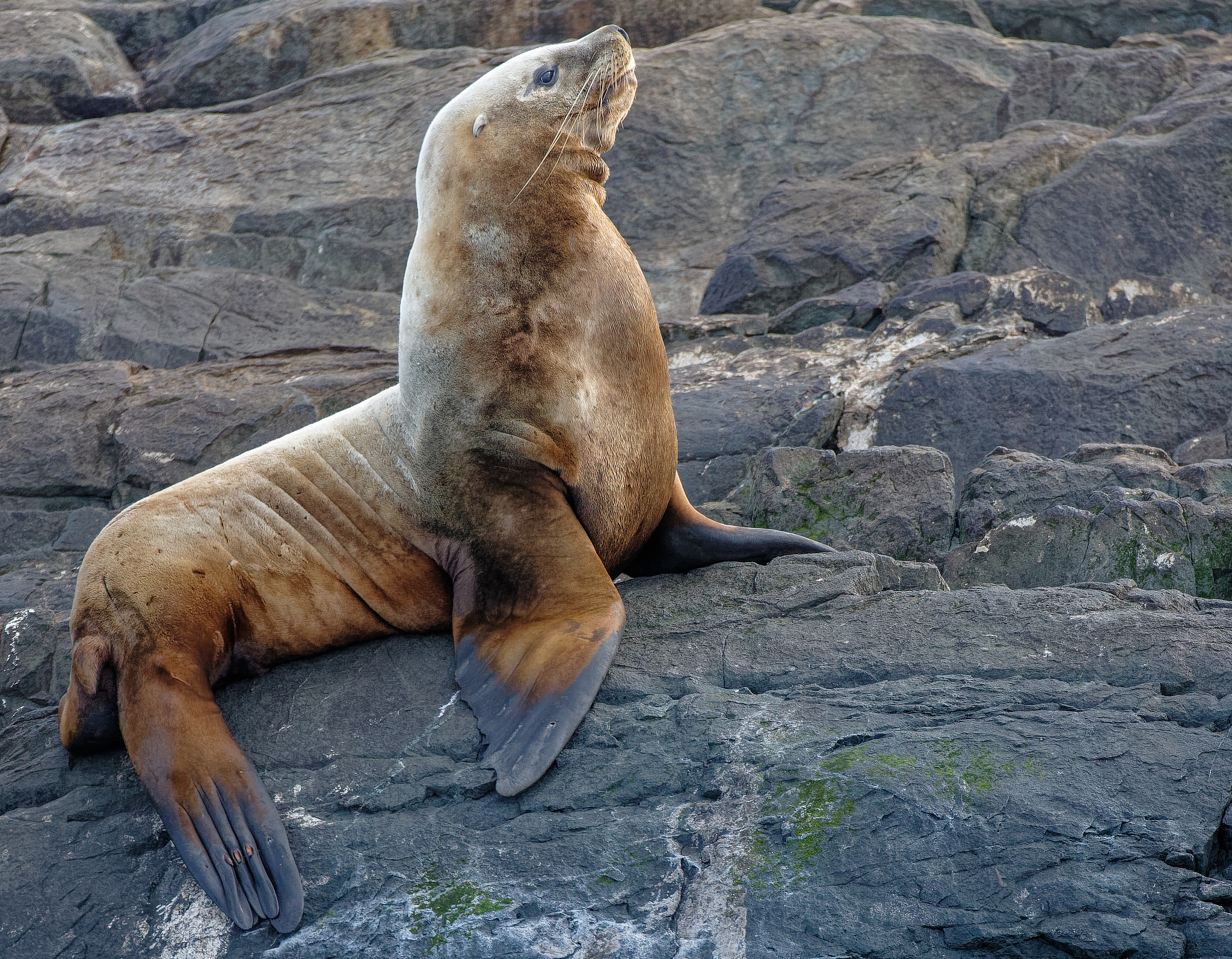 steller sea lion posing