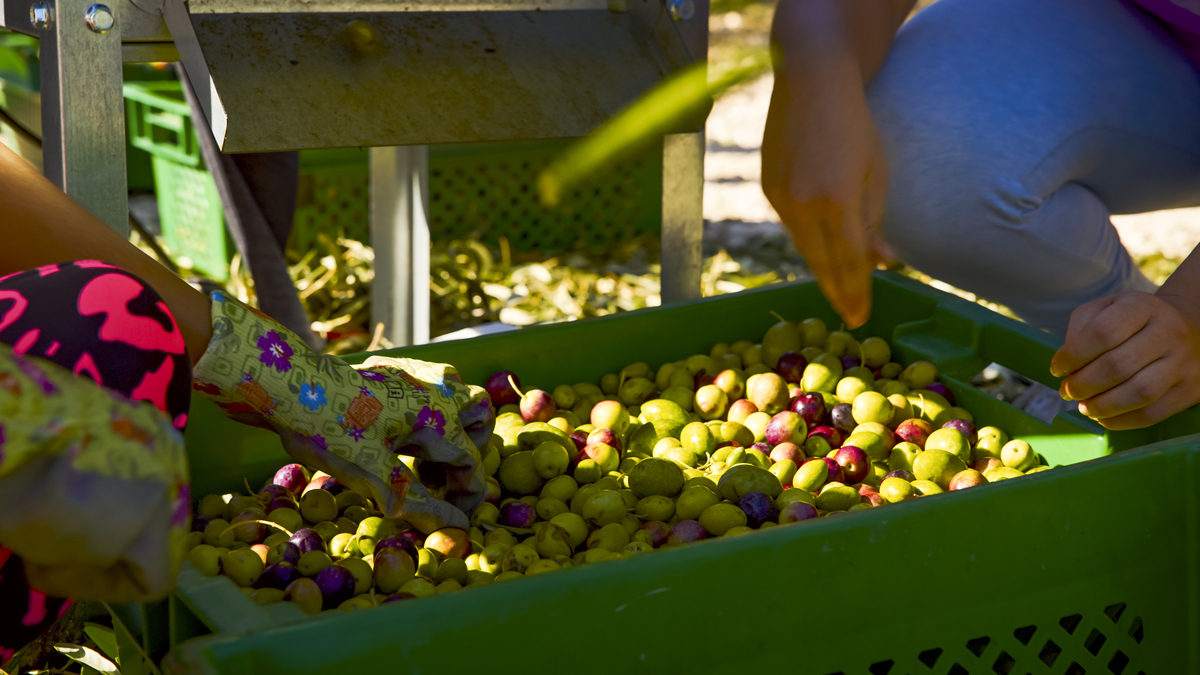 FarmFruit raw material receptionProductionWarehouse of Sub-materials & PackagesWarehouse of ProductsOffice请用通顺的中文翻译以上英文食品加工相关