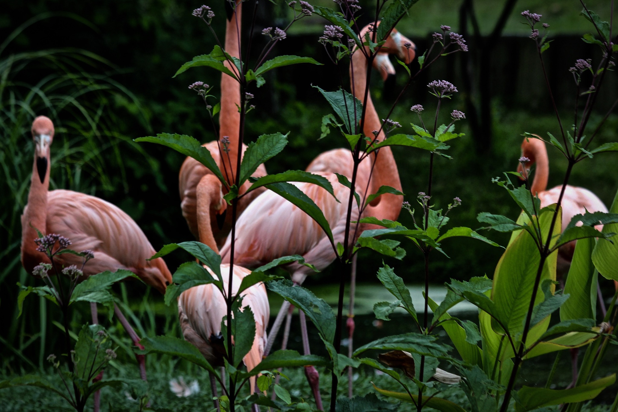 What is the representative animal of the USA and what is the national flower of the USA