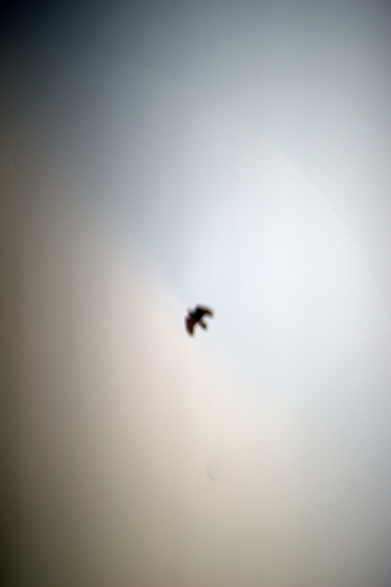 soaring blackbird, looking up