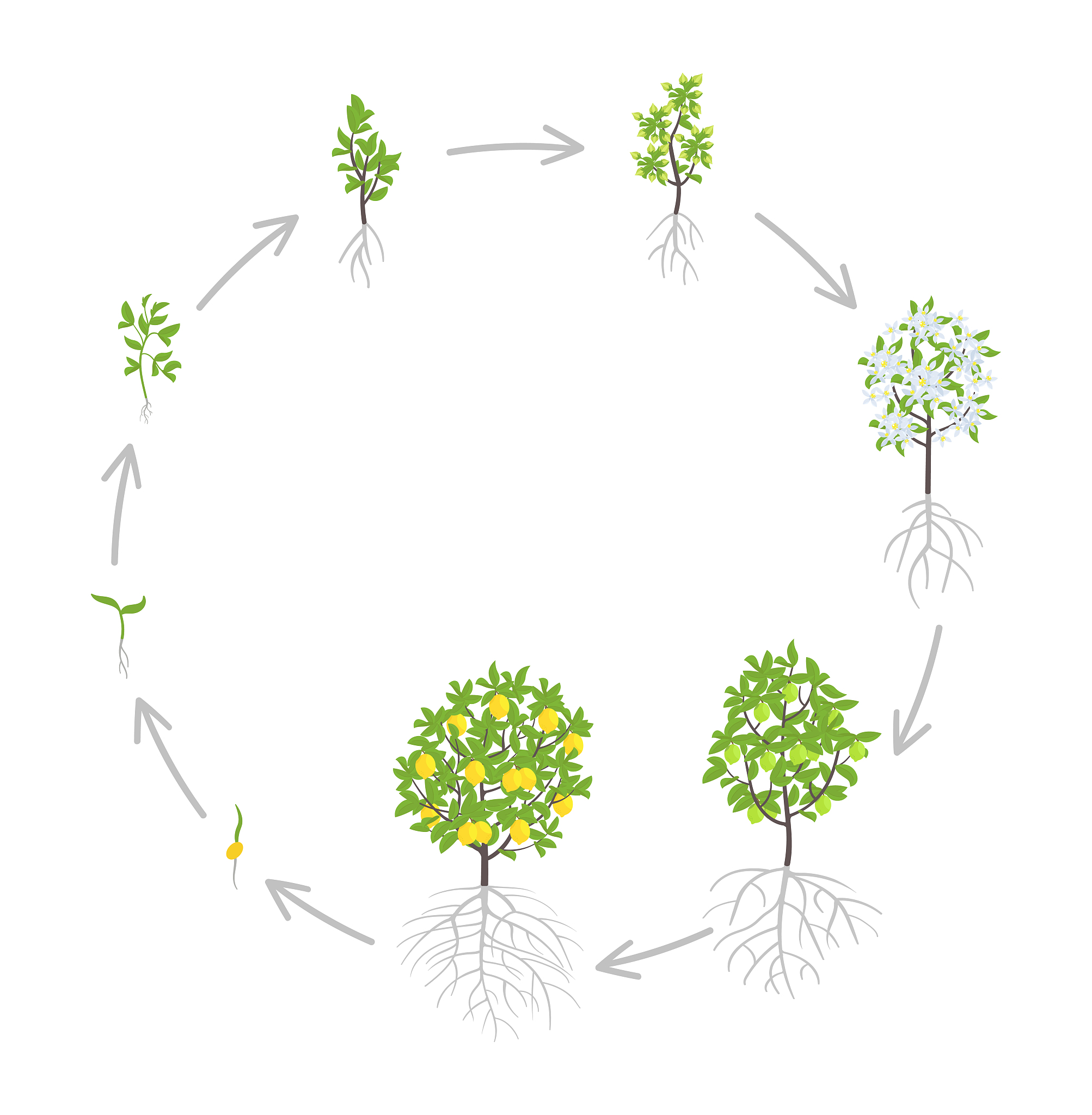 氮元素对植物的重要性：叶绿素、蛋白质、核酸和激素合成