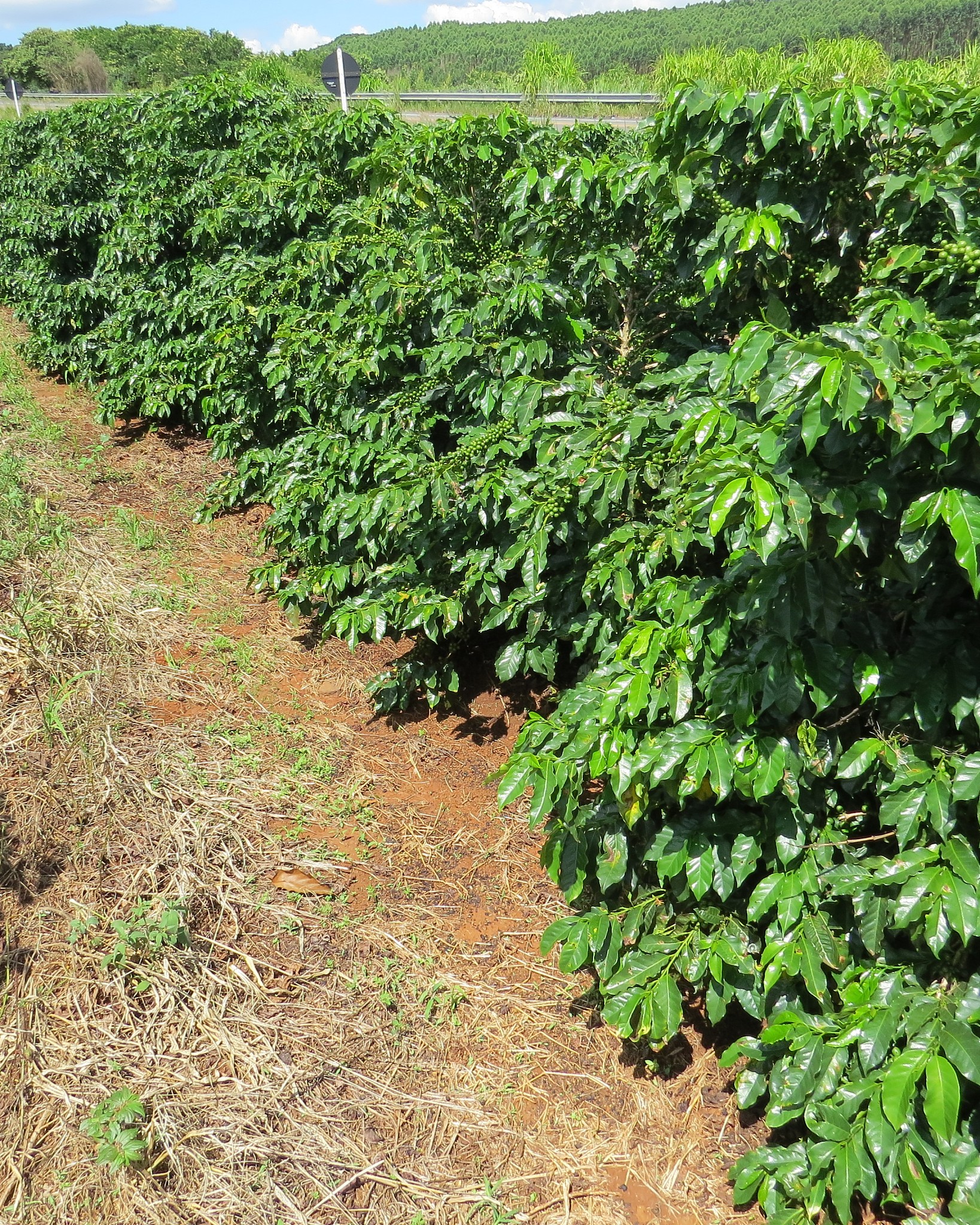 coffee plantation