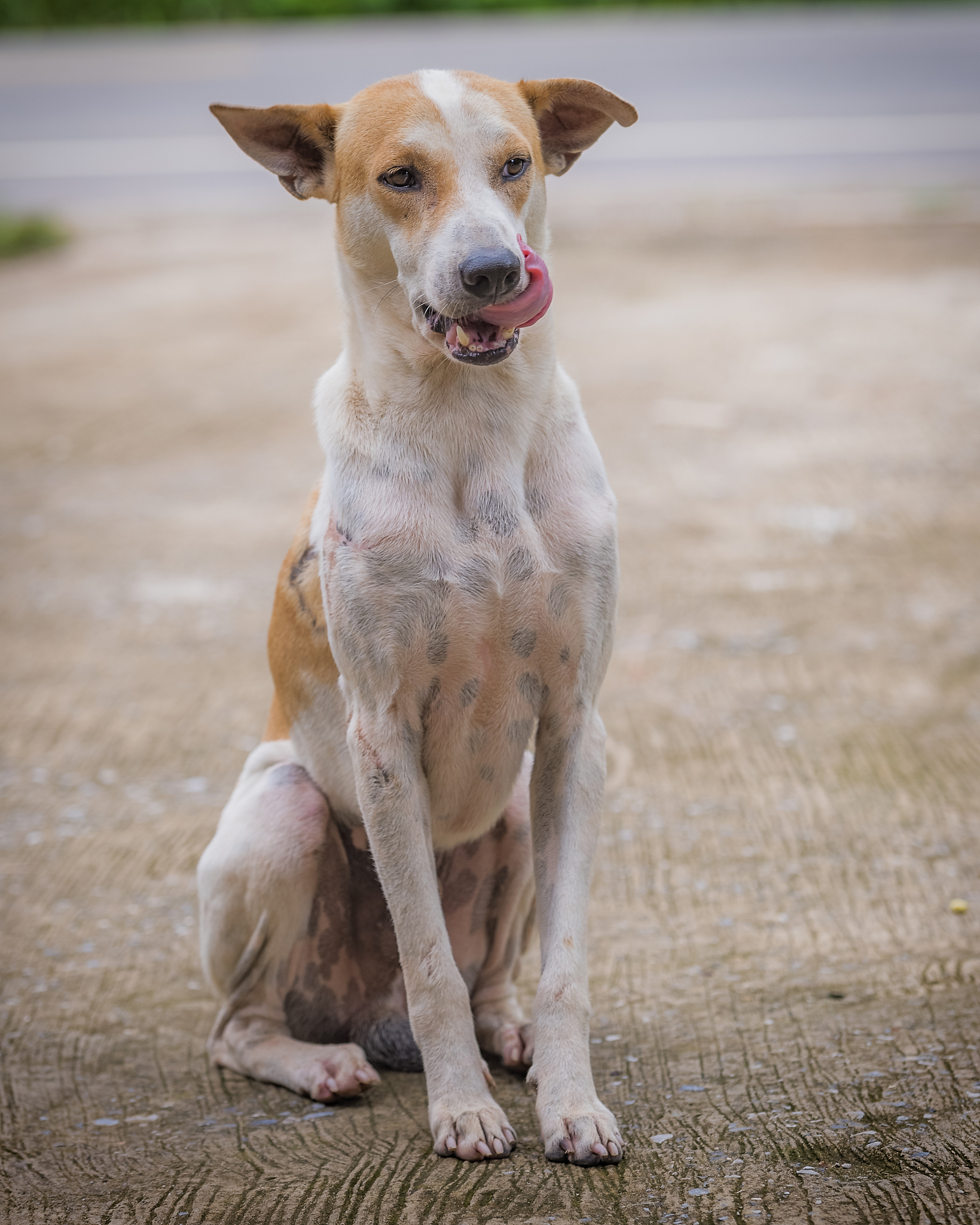 犬肌肉营养不良症治疗措施