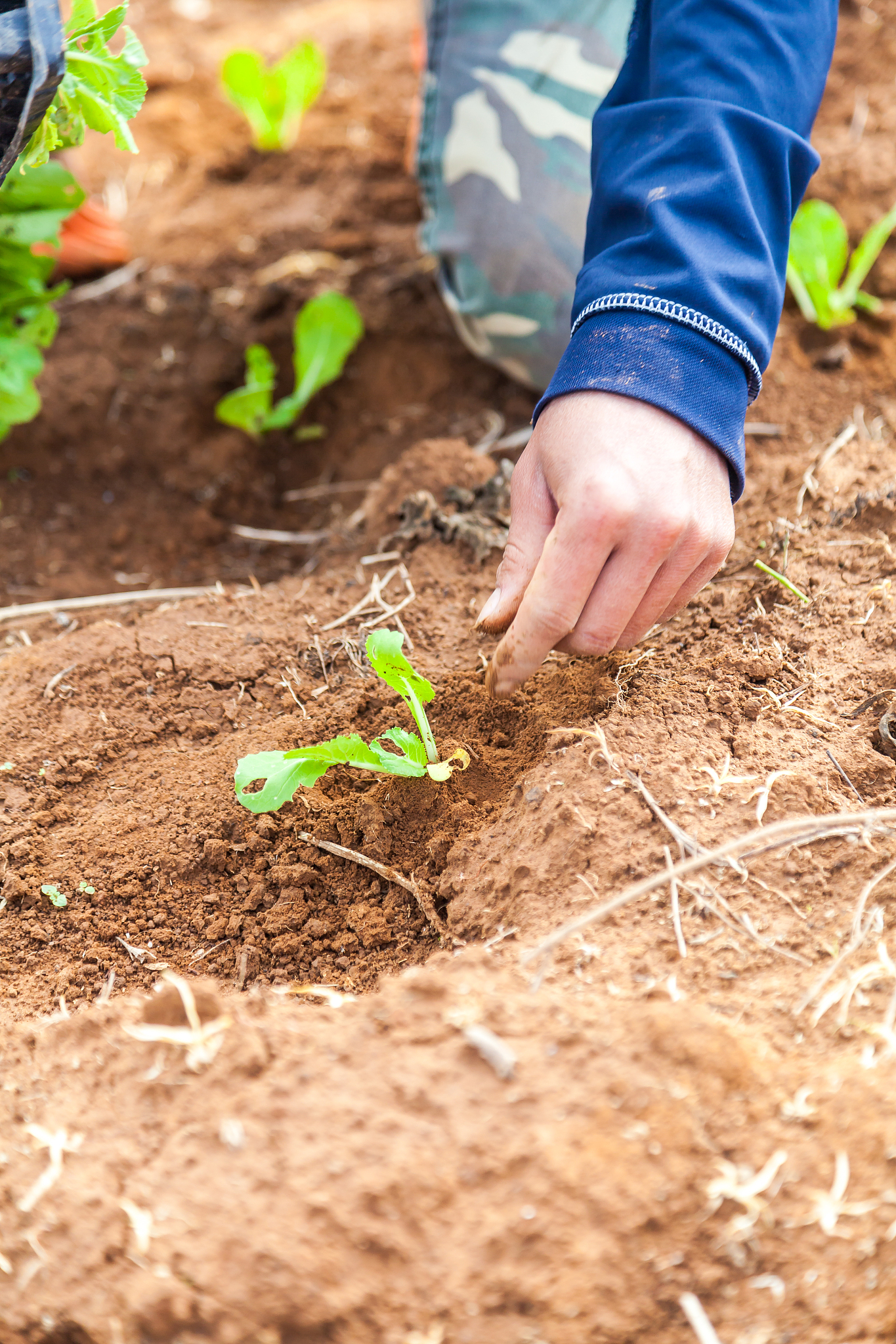 大姜雨后不盖膜影响大吗？土壤湿度和温度变化需关注！