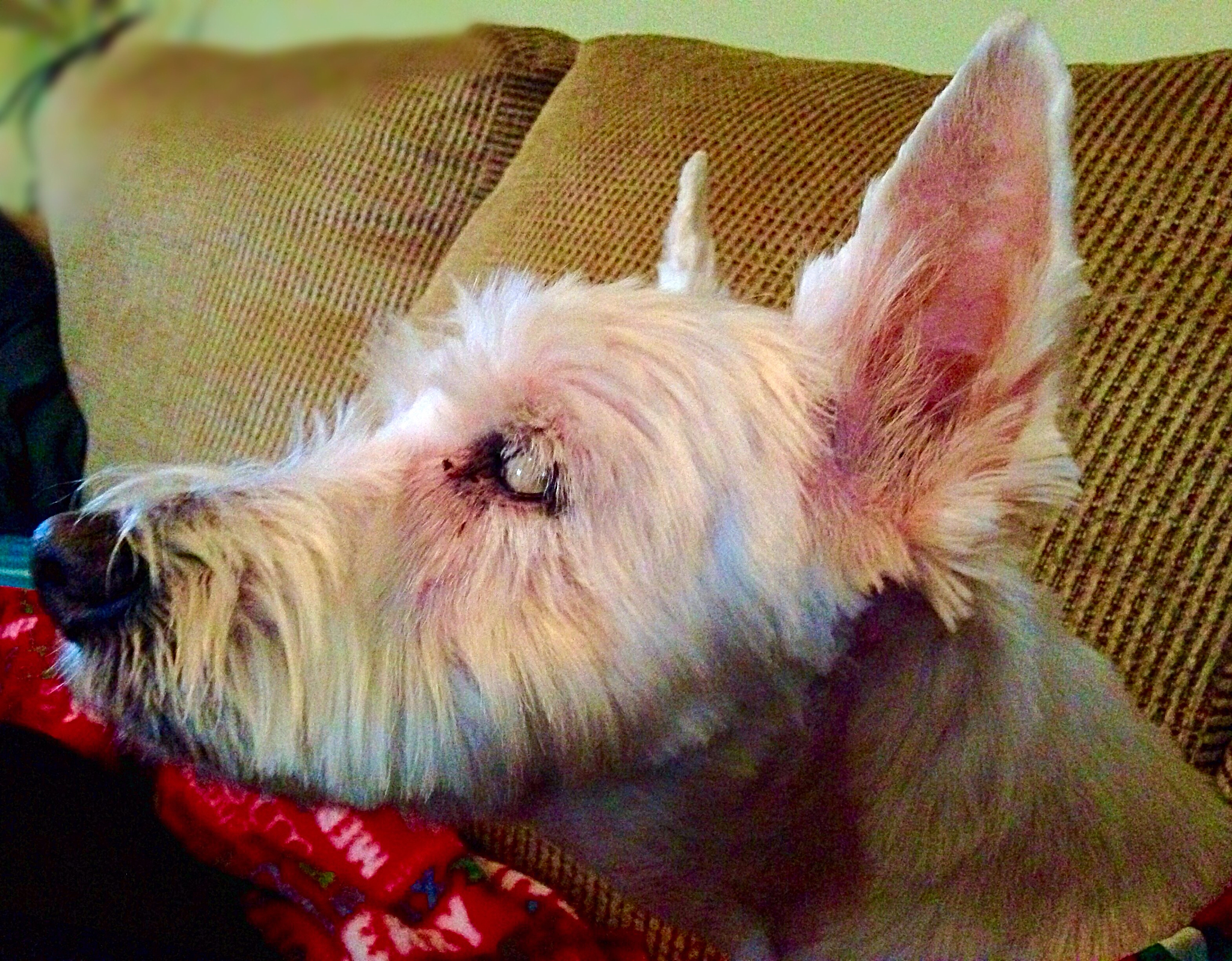 猫尼曼-皮克病的好发品种