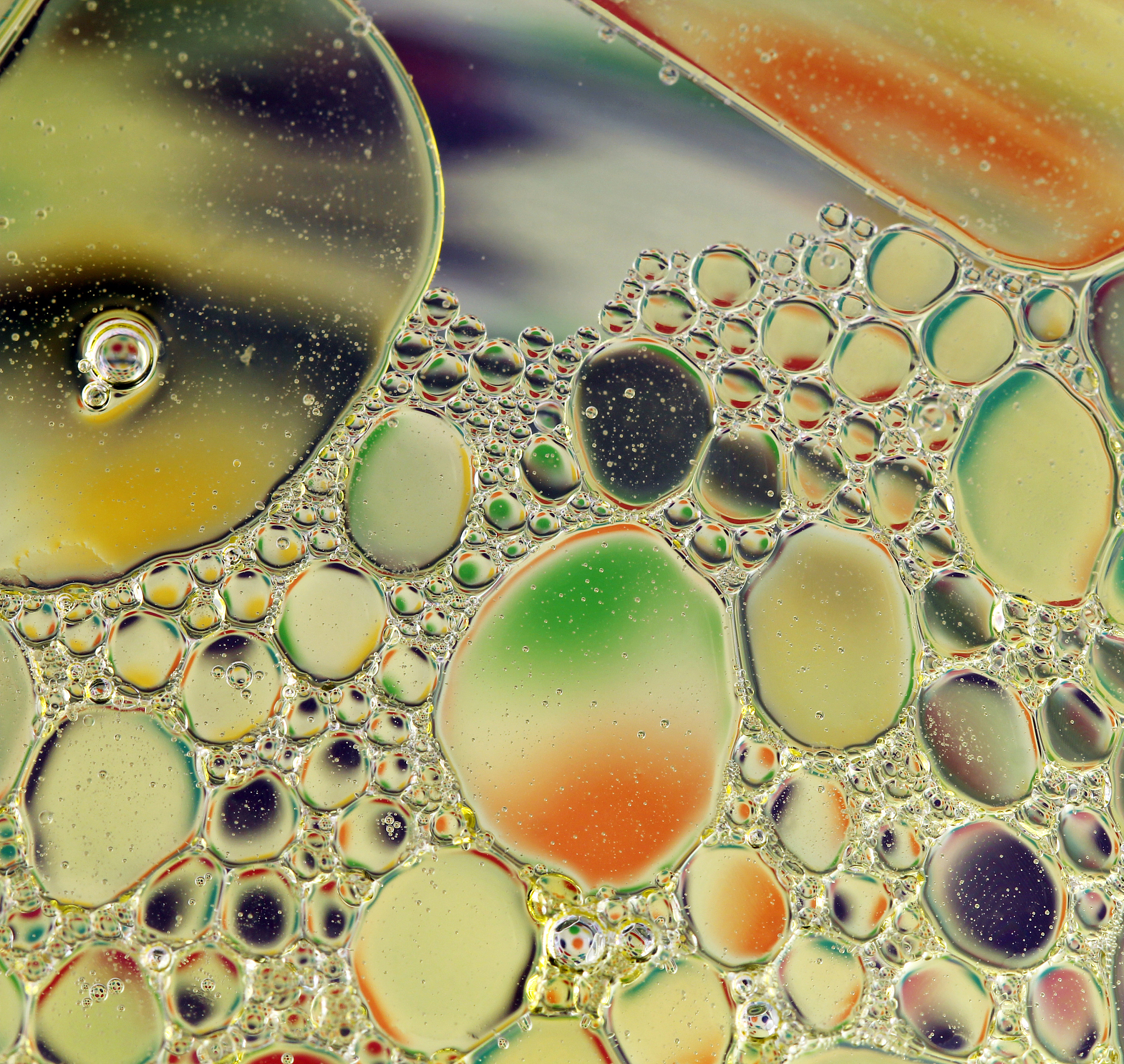 念珠藻的适宜PH是多少？