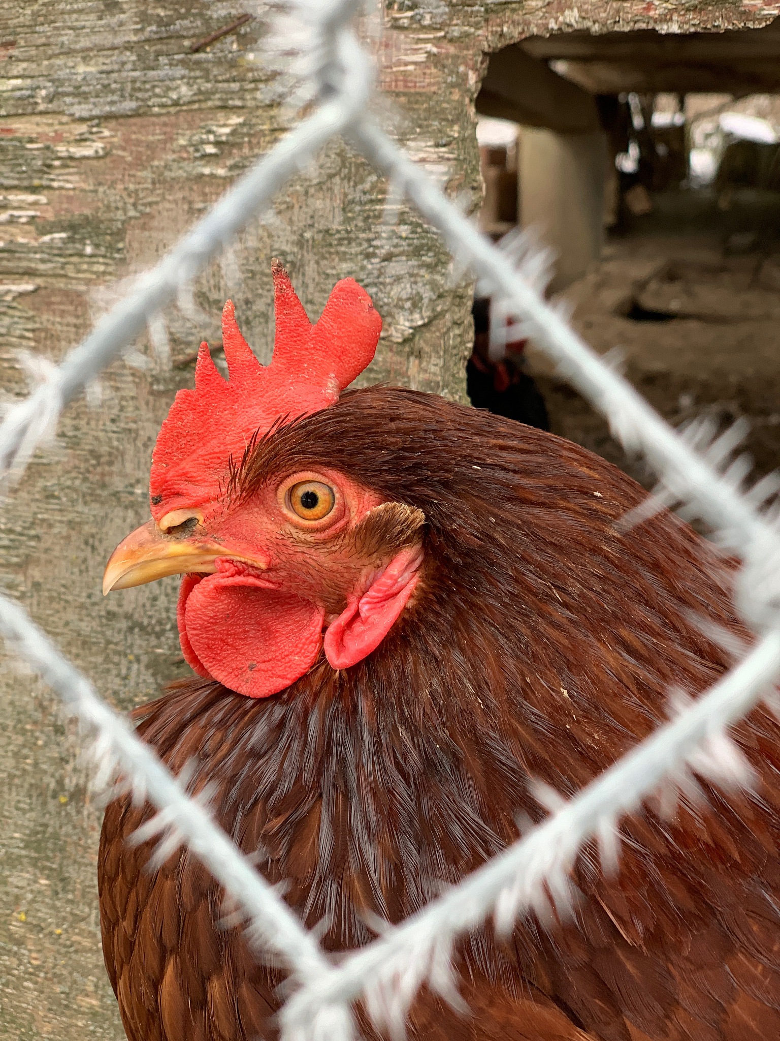 close-up of a bird on a fence chicken
