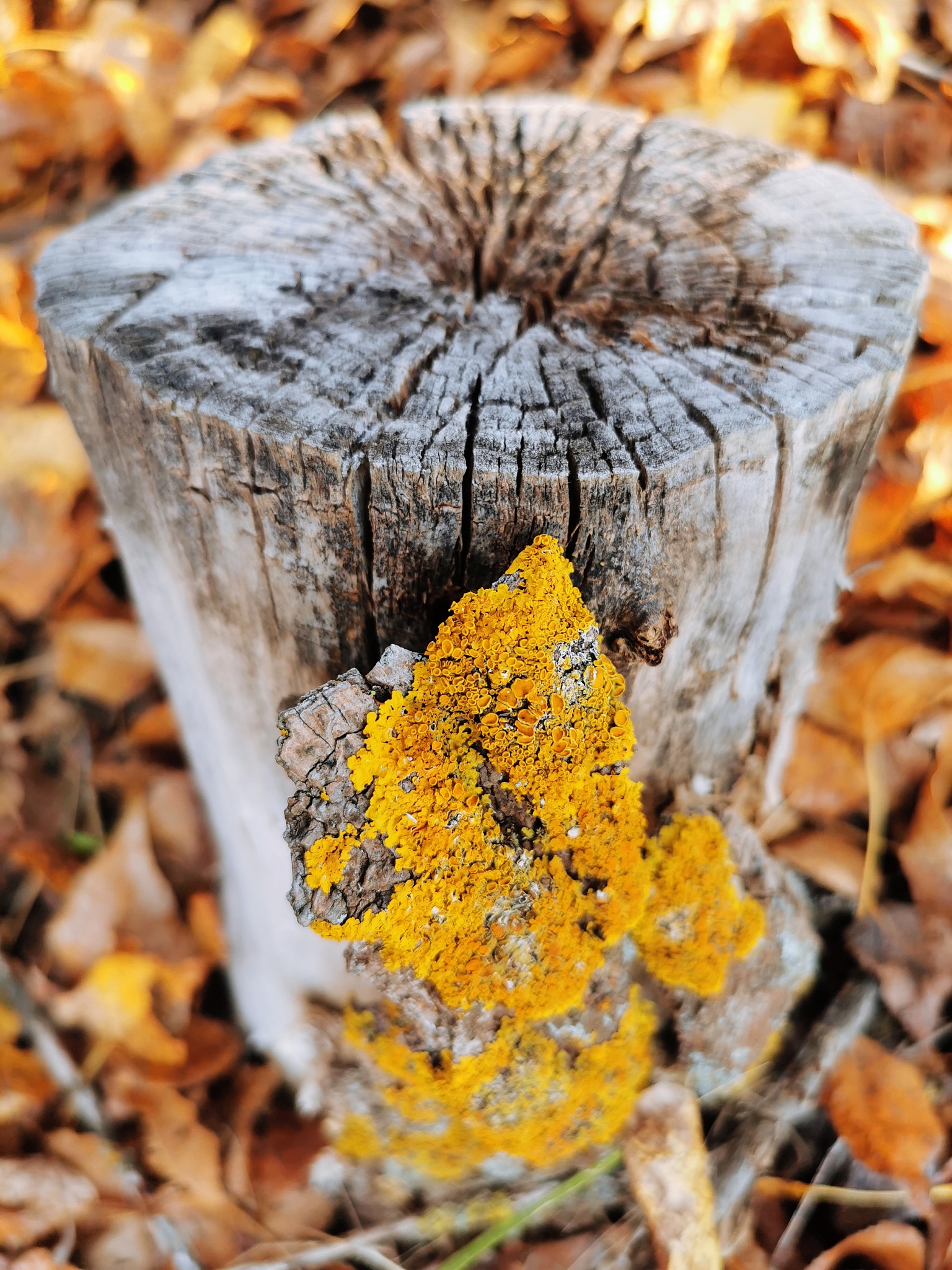 wooden texture. stump with lichen in the autumn forest.